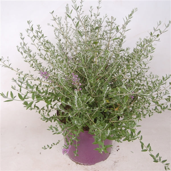 Buddleja Alternifolia vlinderstruik