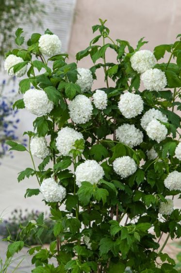Viburnum opulus Roseum