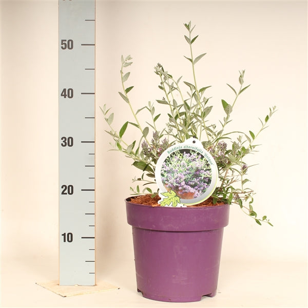 Buddleja Alternifolia vlinderstruik