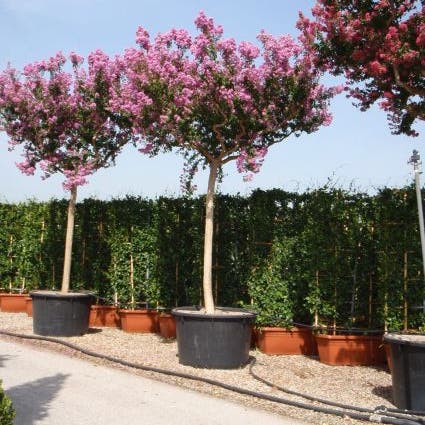 Halfstam Lagerstroemia Indica In Varieta Roze en Wit indische sering