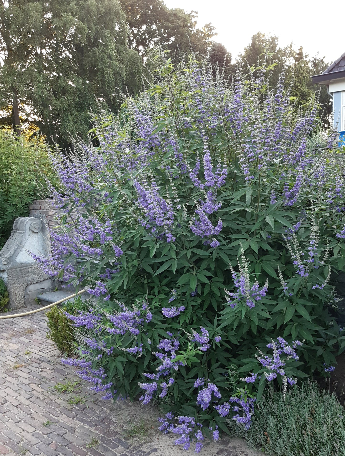 Vitex agnus-castus Latifolia Monnikspeper 80-100cm