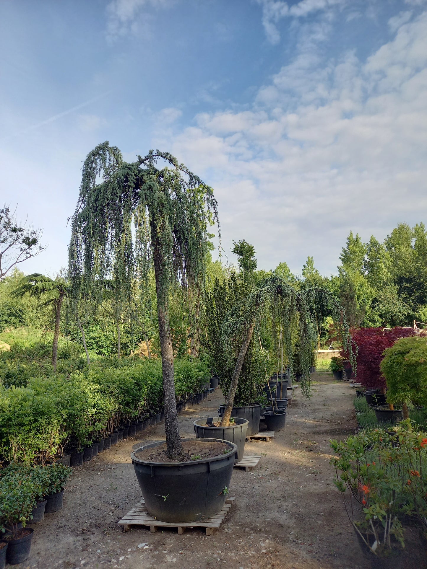 Cedrus Atlantica glauca Pendula treurceder