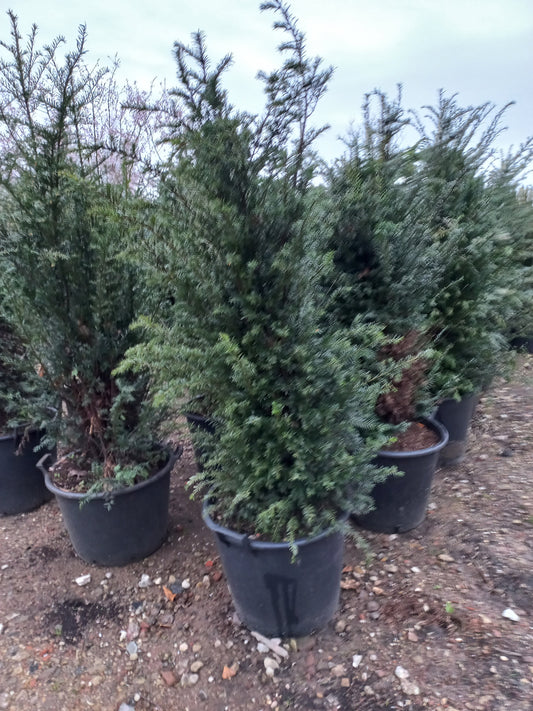 Taxus Baccata Venijnboom