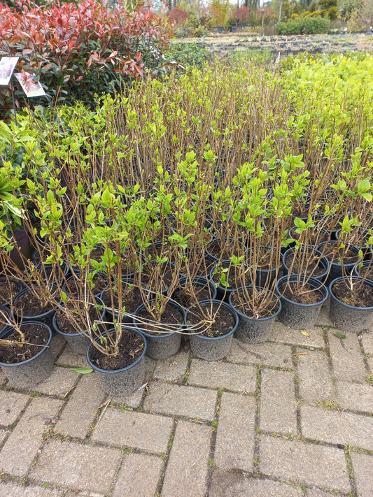 Hydrangea paniculata Lime light hortensia
