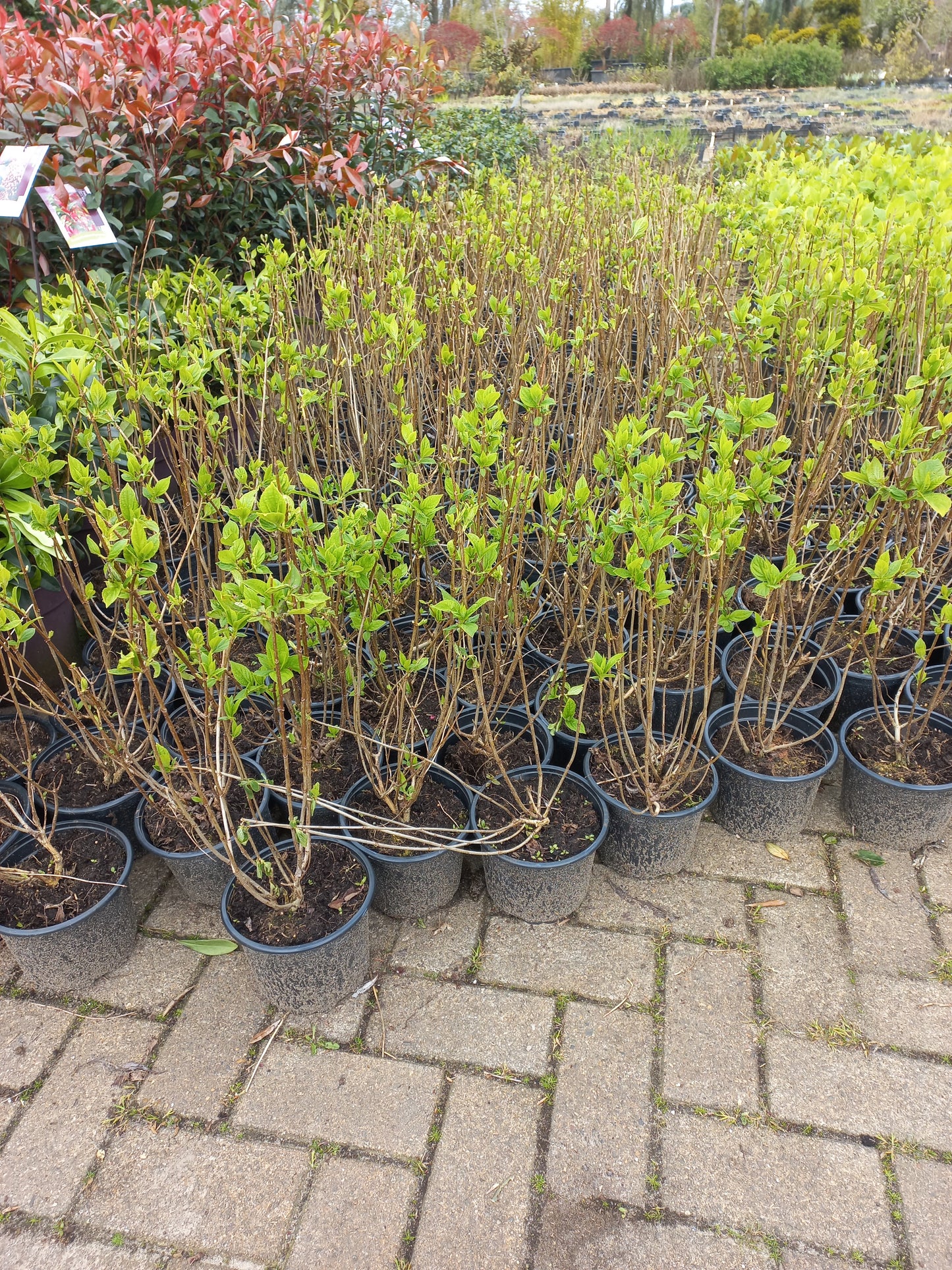 Hydrangea paniculata Lime light hortensia