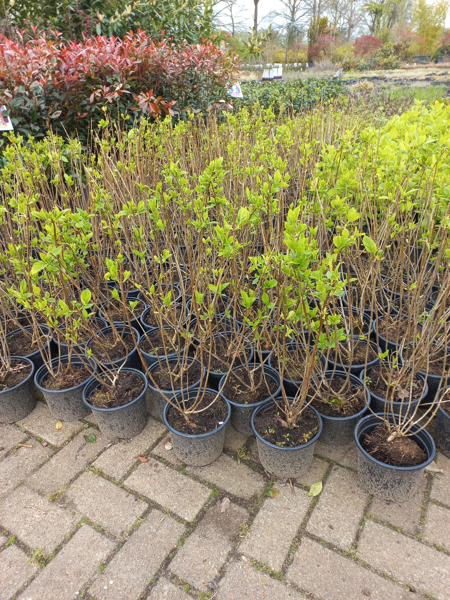 Hydrangea paniculata Lime light hortensia