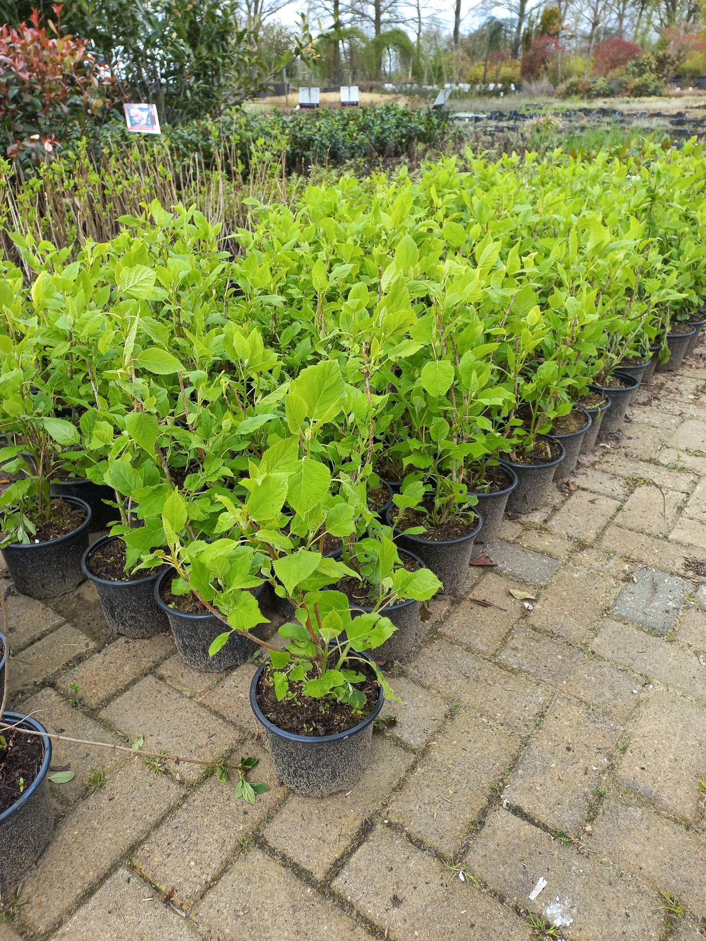 Hydrangea arborescens Annabelle hortensia