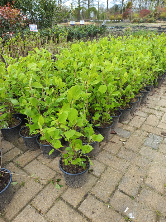 Hydrangea arborescens Annabelle hortensia