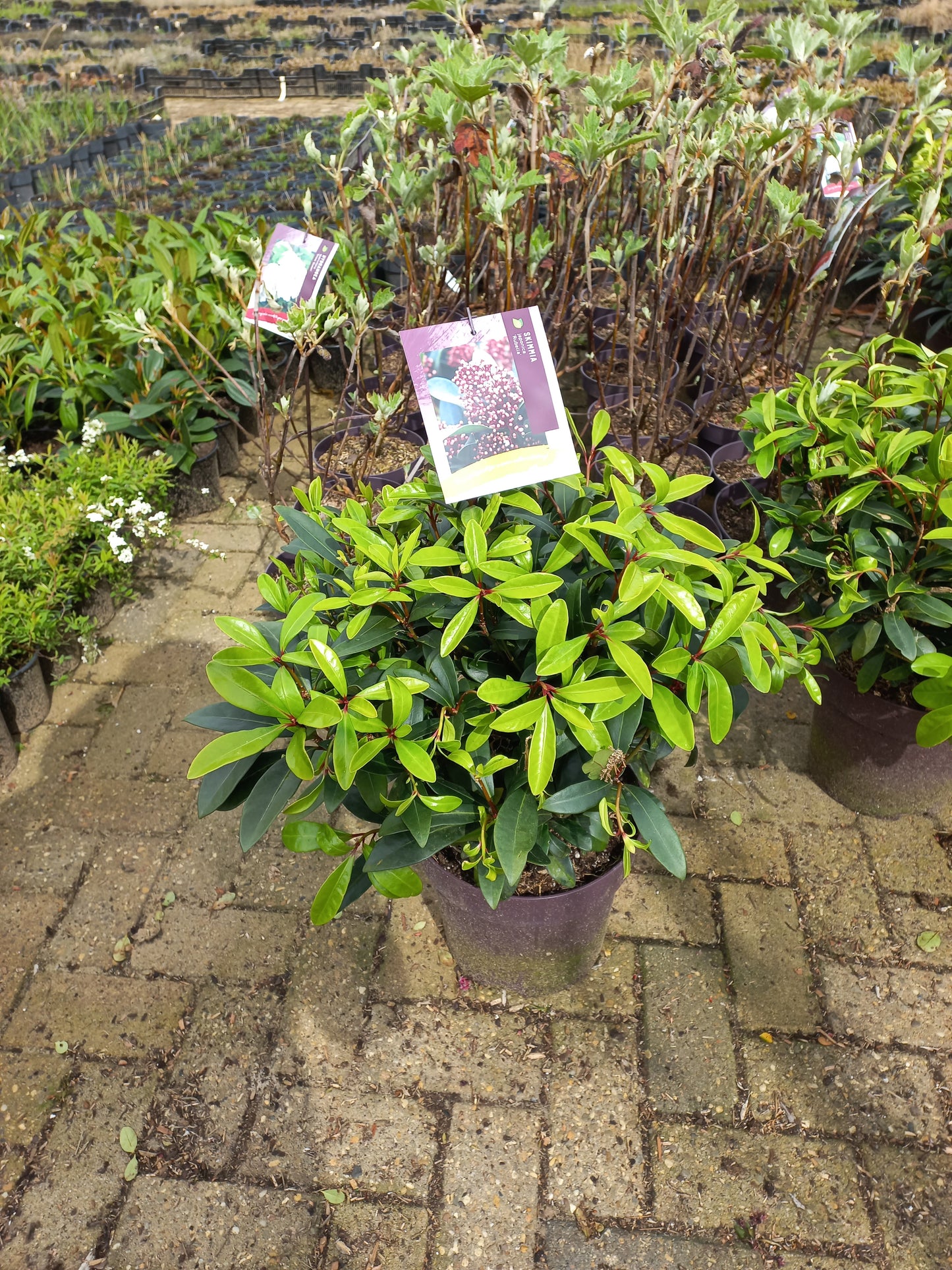 Skimmia japonica Rubella