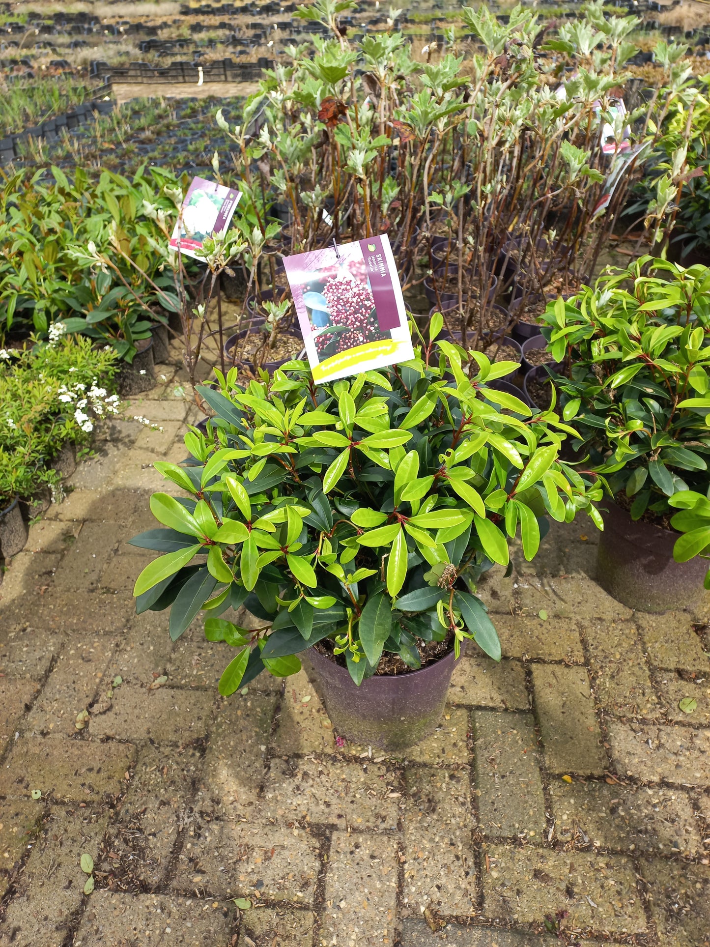 Skimmia japonica Rubella