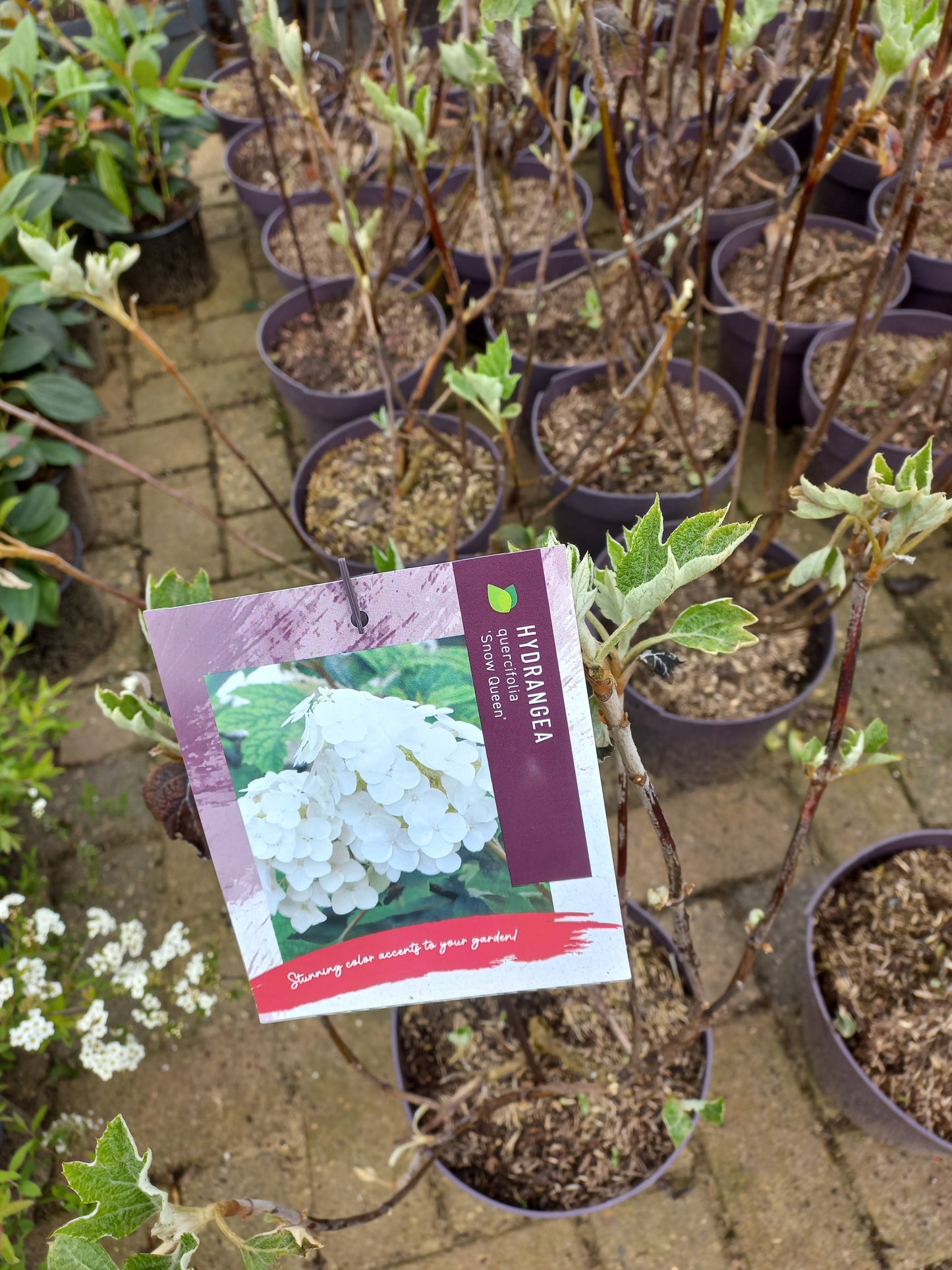 Hydrangea querc. Snow Queen hortensia