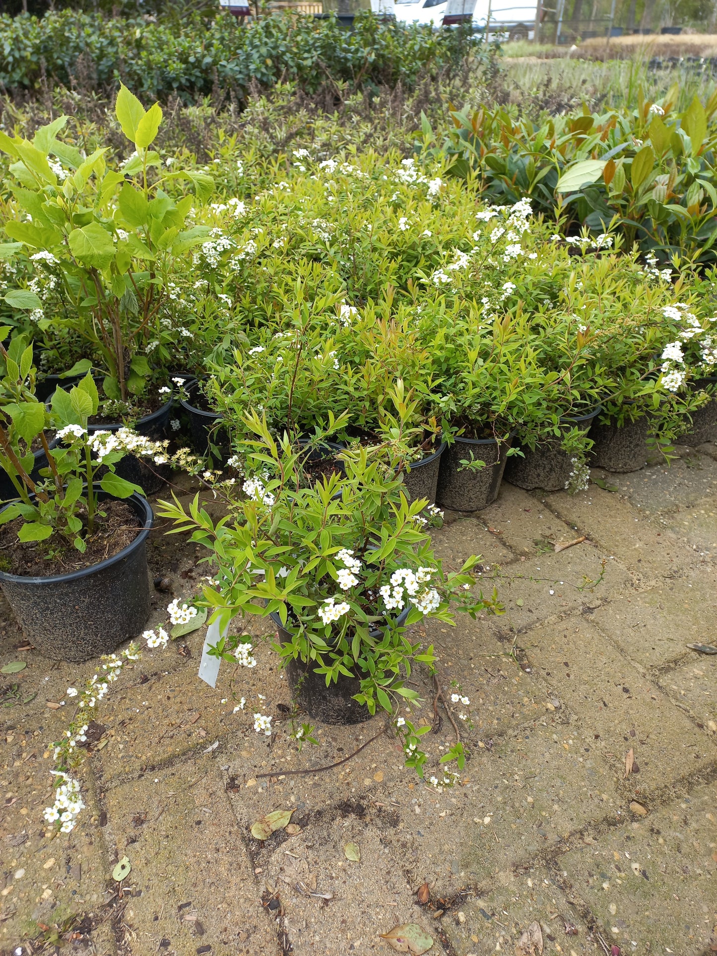 Spirea cinerea Grefscheim