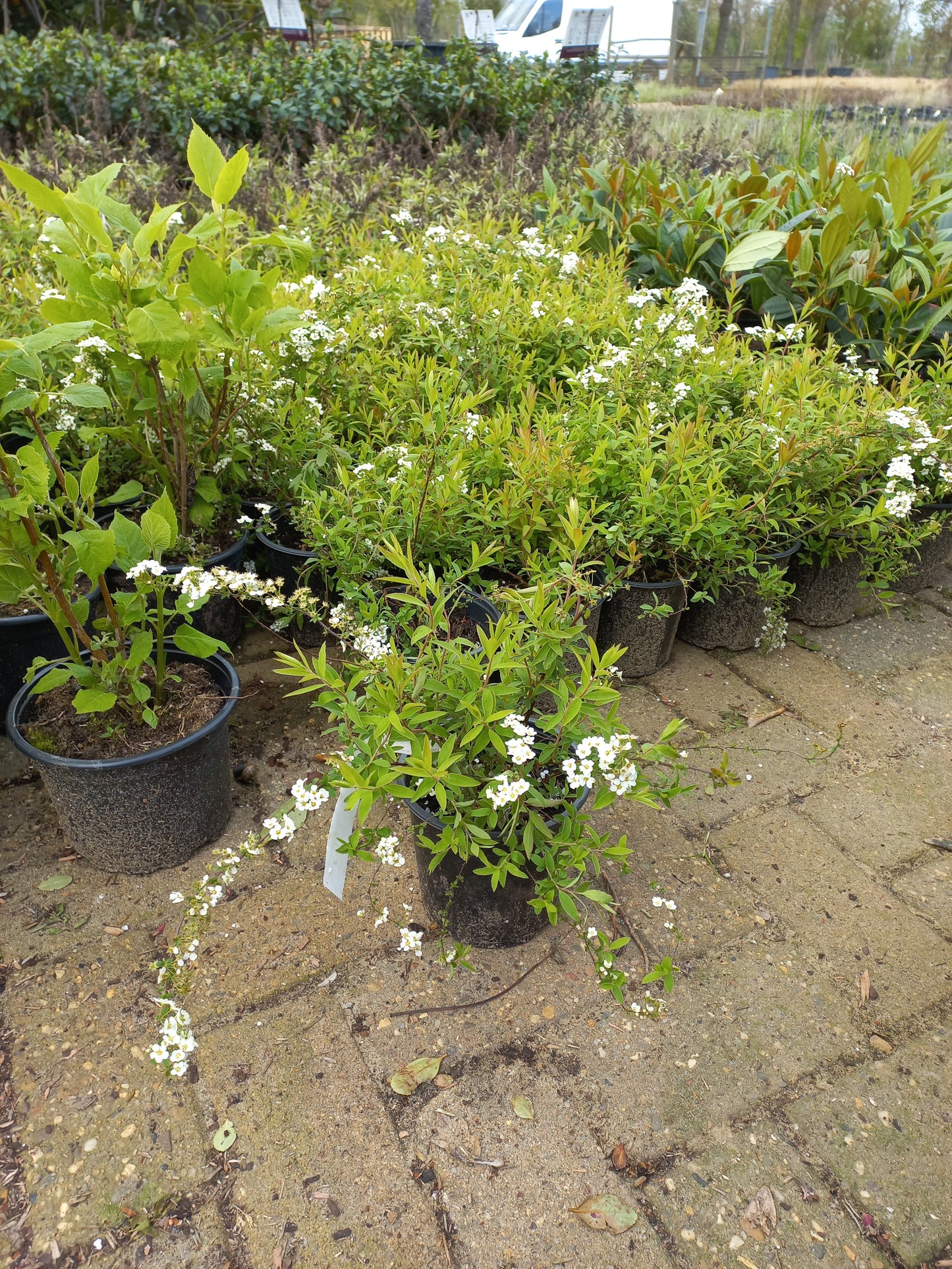 Spirea cinerea Grefscheim