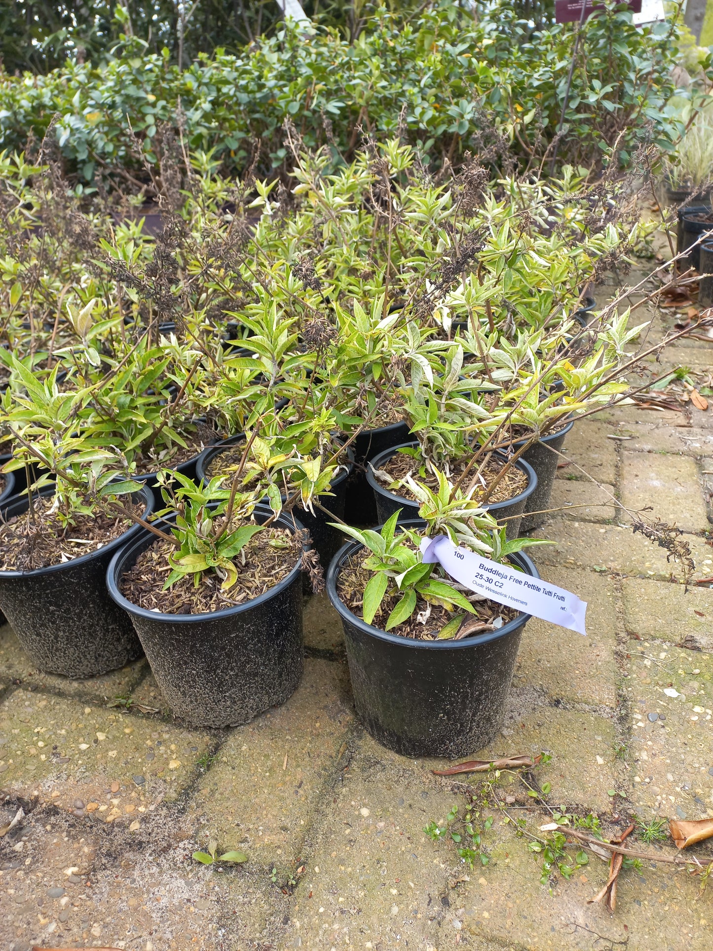Buddleja Free Pettite Tutti Frutti vlinderstruik