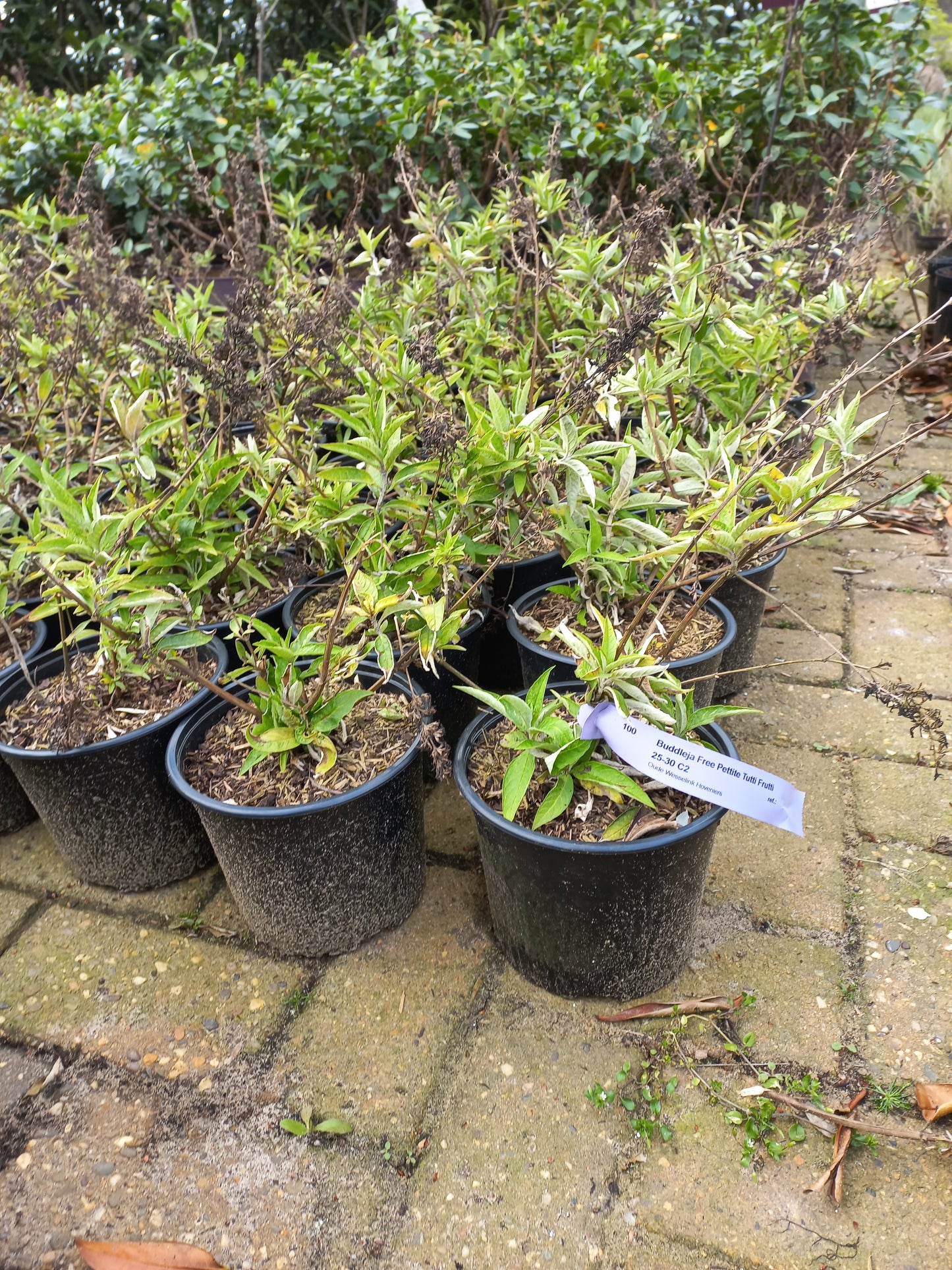 Buddleja Free Pettite Tutti Frutti vlinderstruik