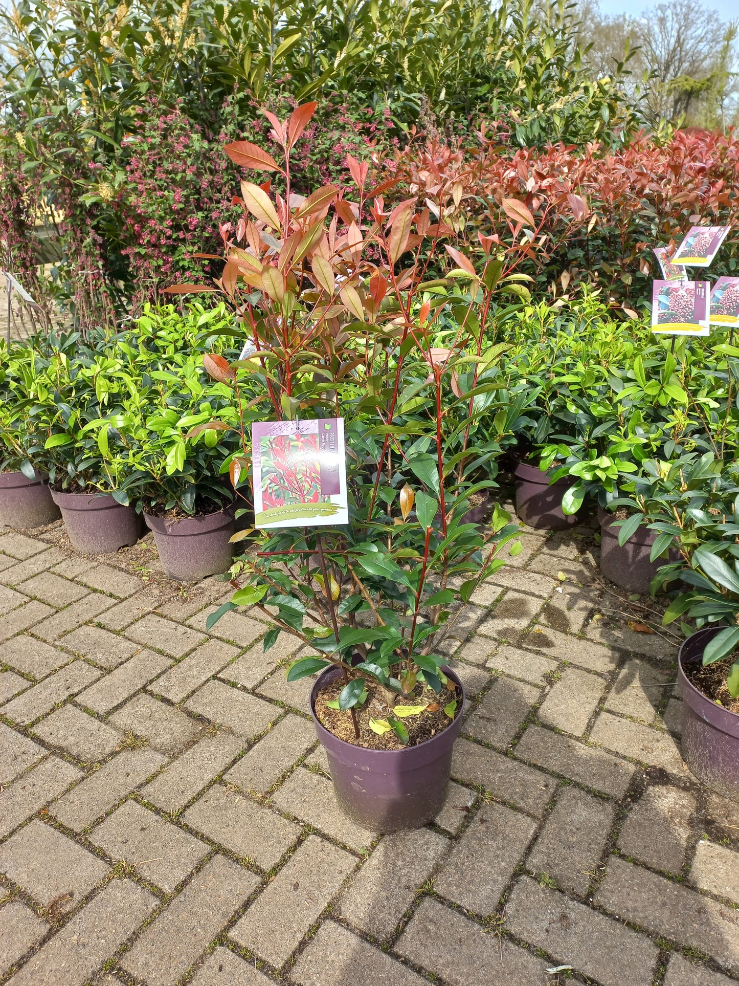 Photinia Fraseri Carre Rouge glansmispel 100cm