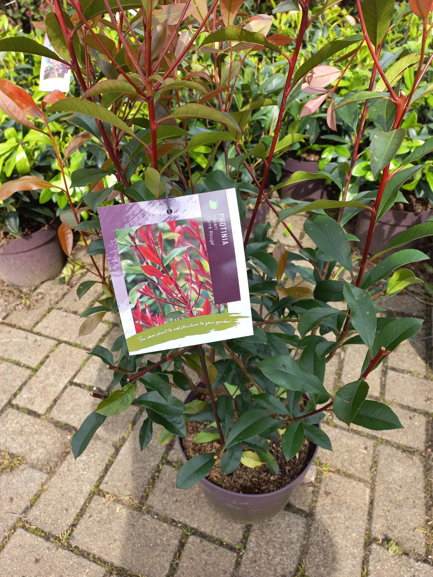 Photinia Fraseri Carre Rouge glansmispel 100cm