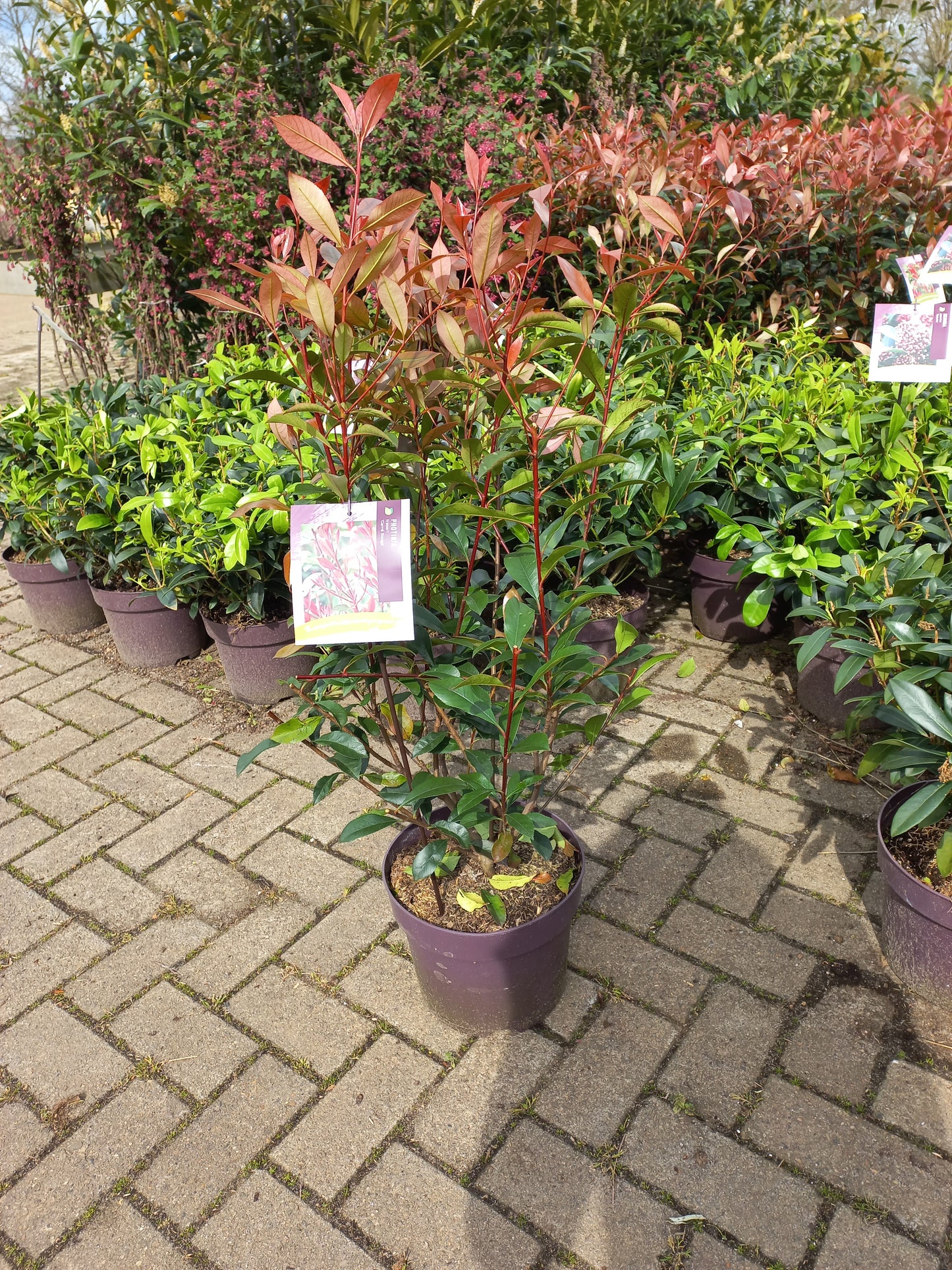 Photinia Fraseri Carre Rouge glansmispel 100cm
