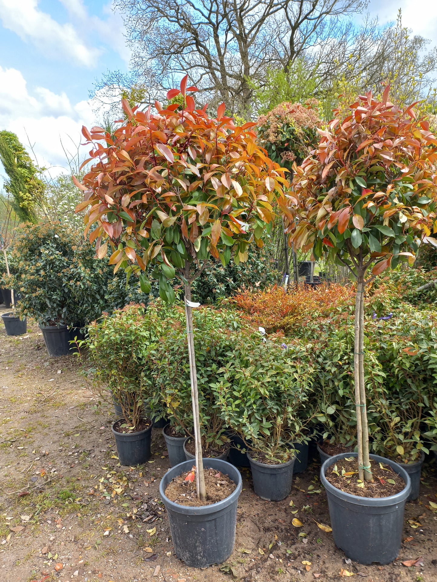 Bol Photinia Fraseri Red robin op stam