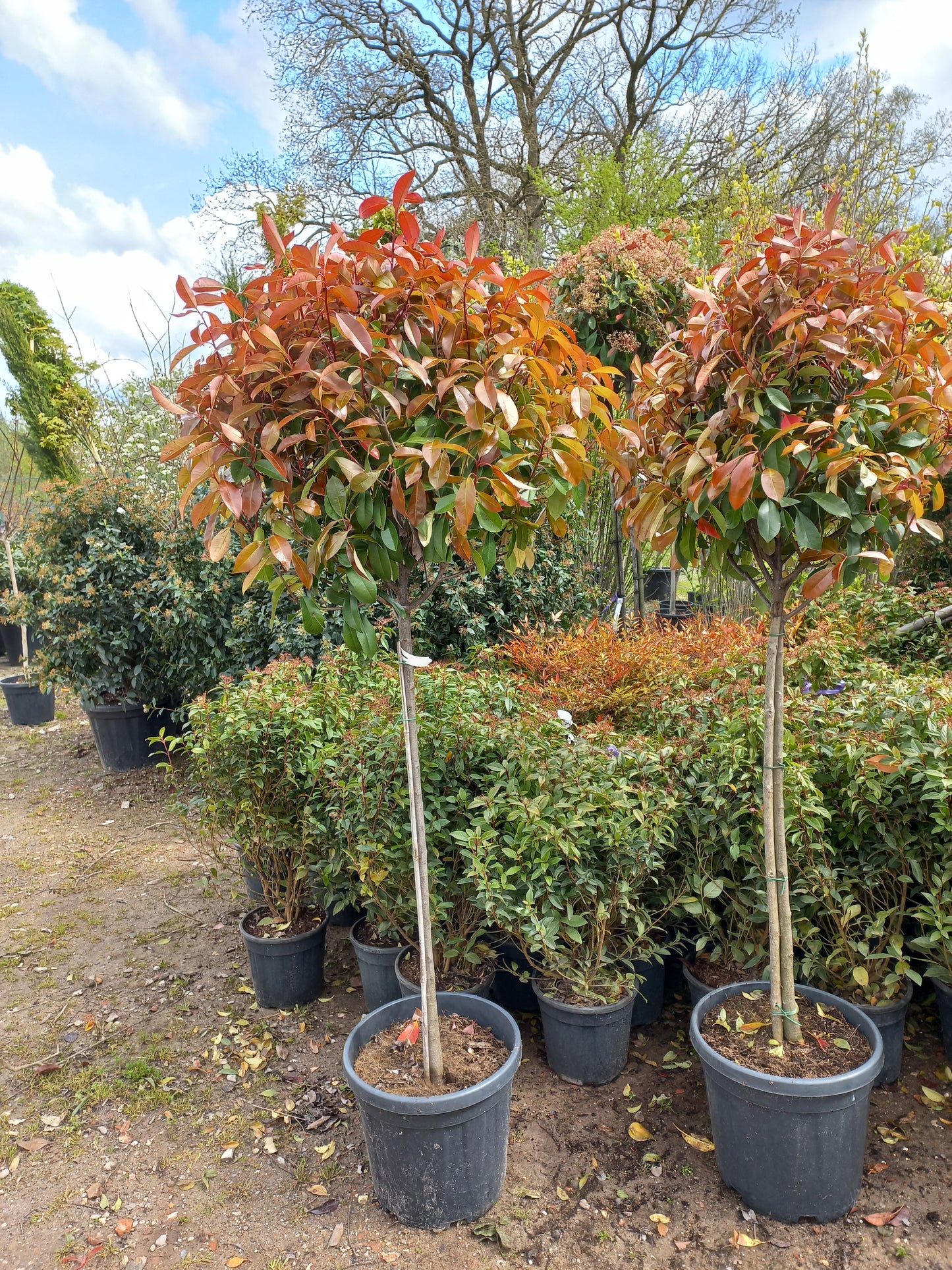 Bol Photinia Fraseri Red robin op stam