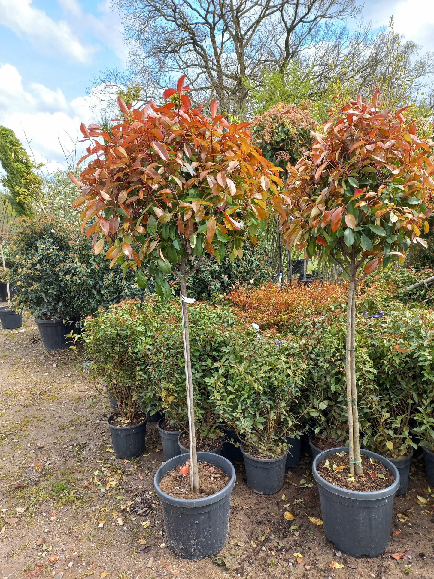 Bol Photinia Fraseri Red robin op stam