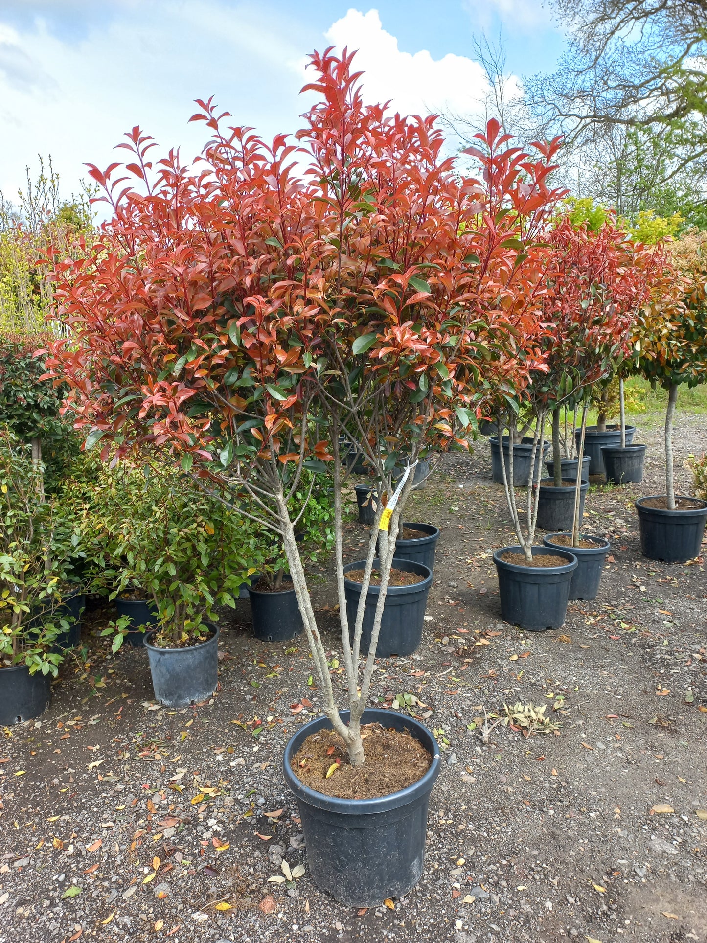 Photinia Fraseri Robusta compacta meerstammig glansmispel