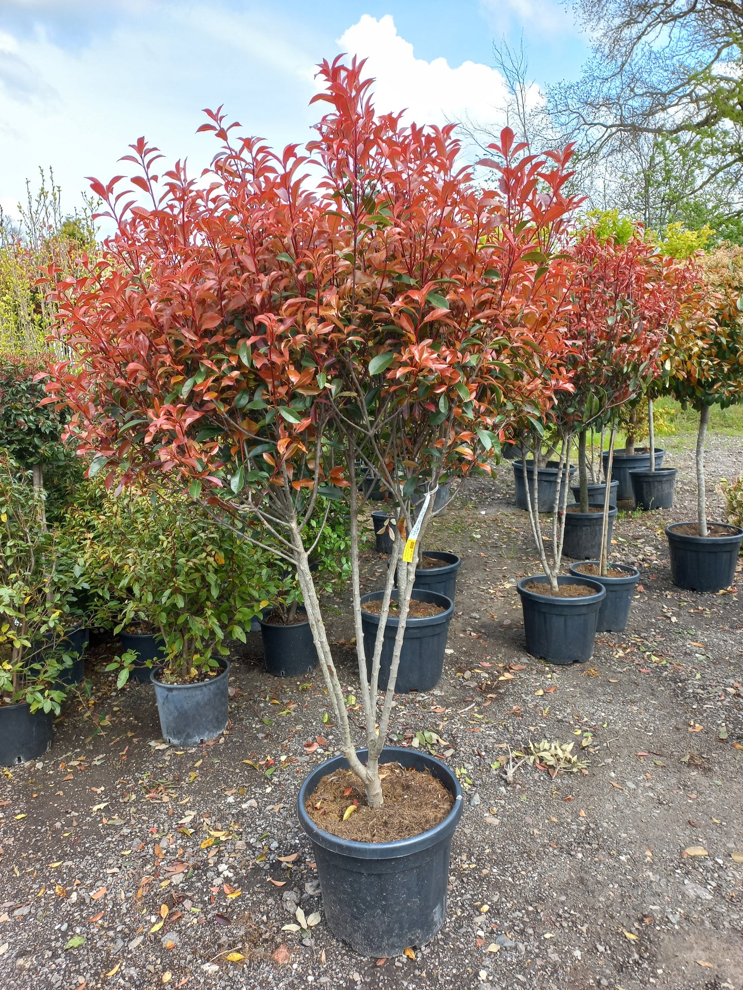 Photinia Fraseri Robusta compacta meerstammig glansmispel