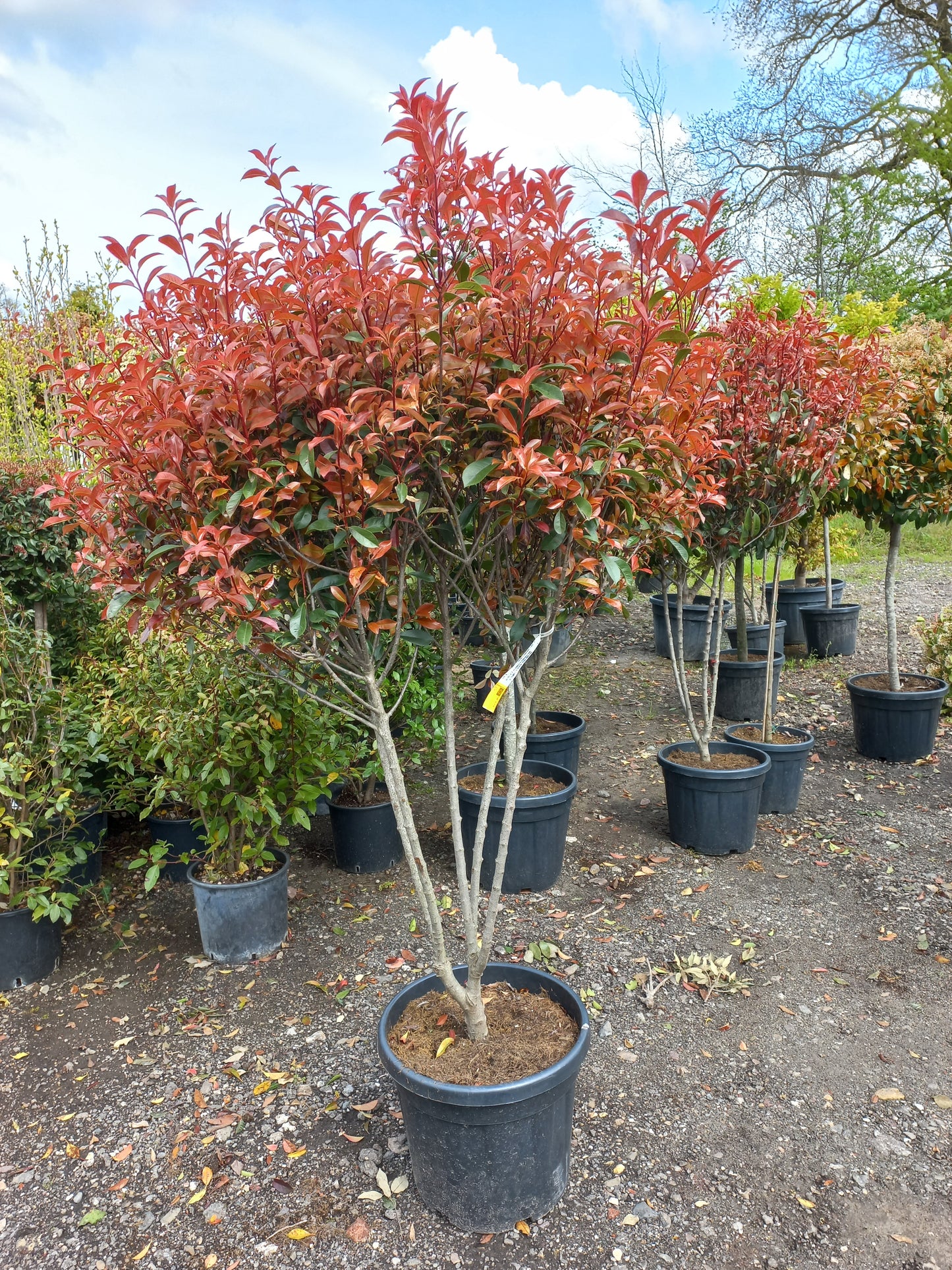 Photinia Fraseri Robusta compacta meerstammig glansmispel