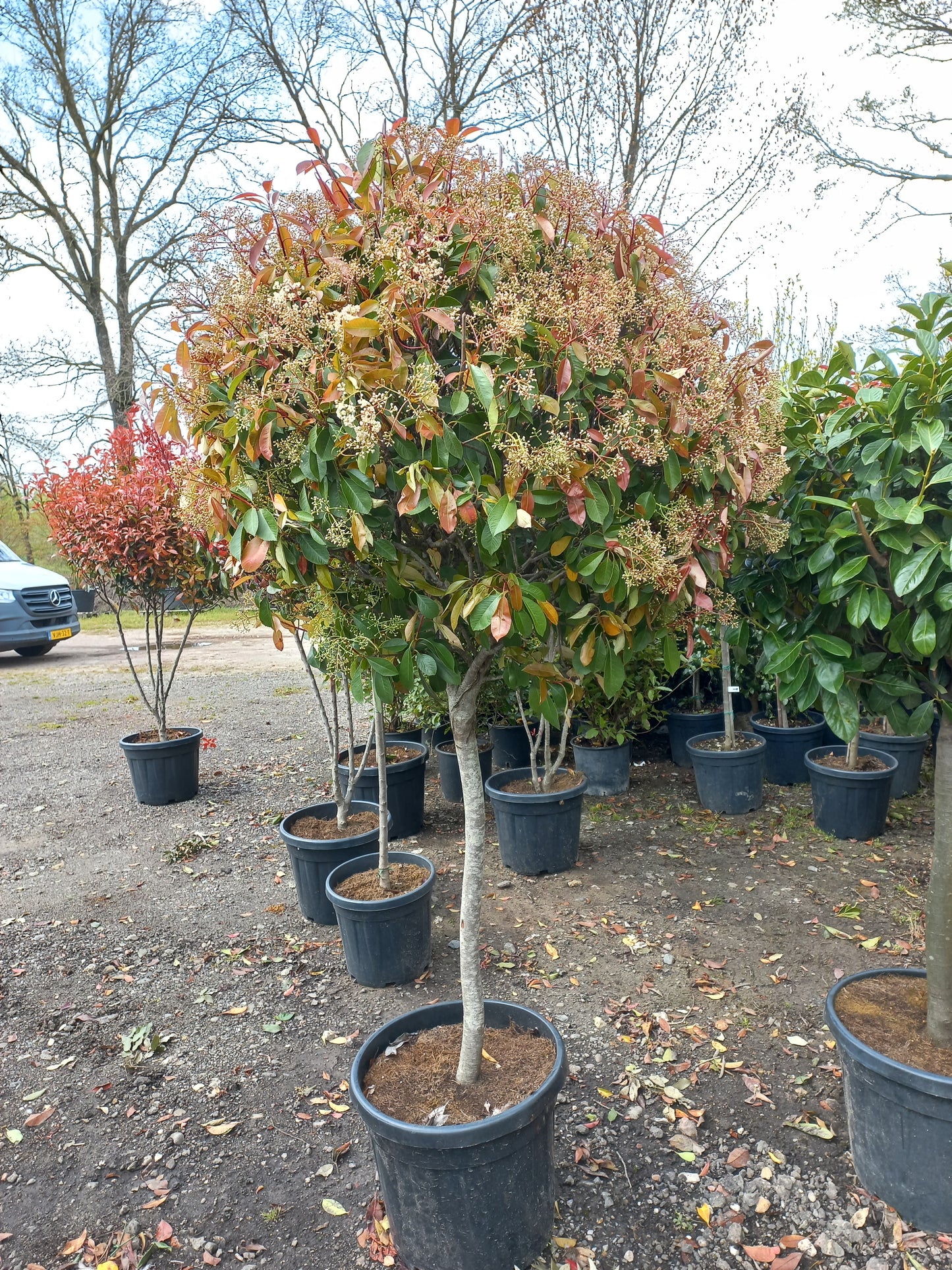 Bol Photinia Fraseri "Red Robin" dik stammig
