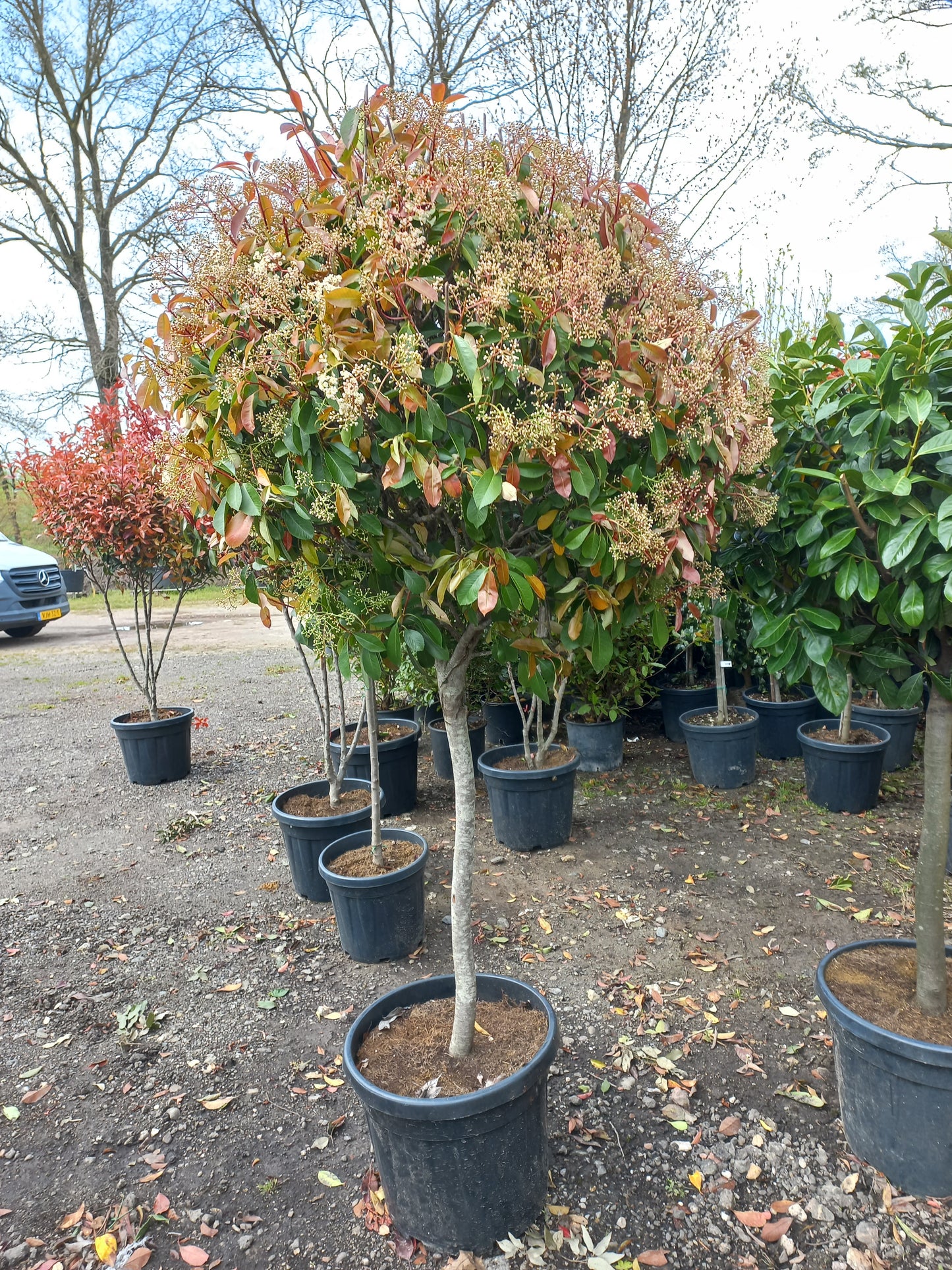 Bol Photinia Fraseri "Red Robin" dik stammig