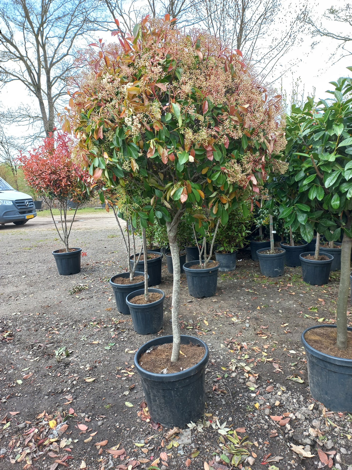 Bol Photinia Fraseri "Red Robin" dik stammig