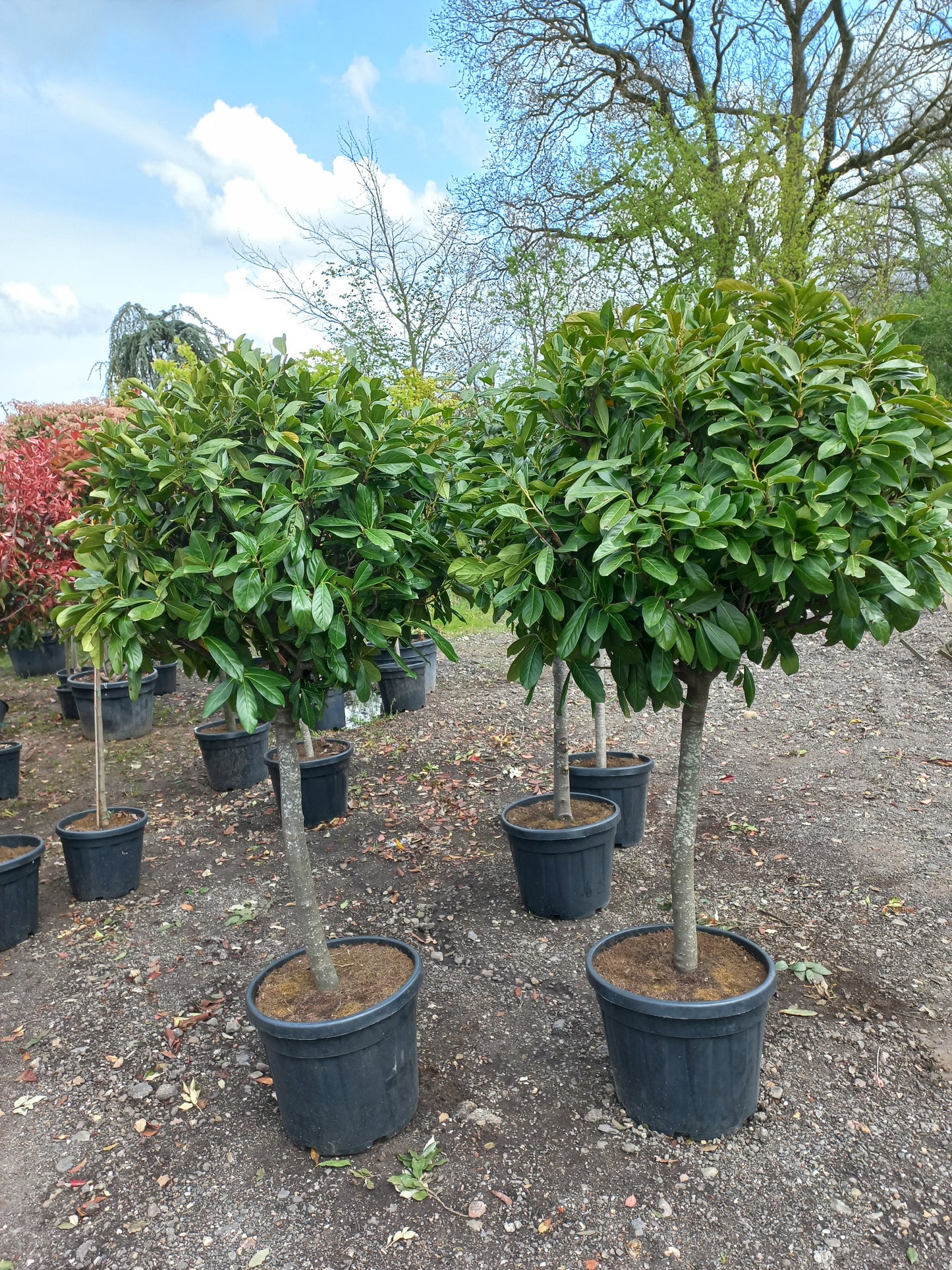 Bol Prunus laurocerasus Novita op stam laurier