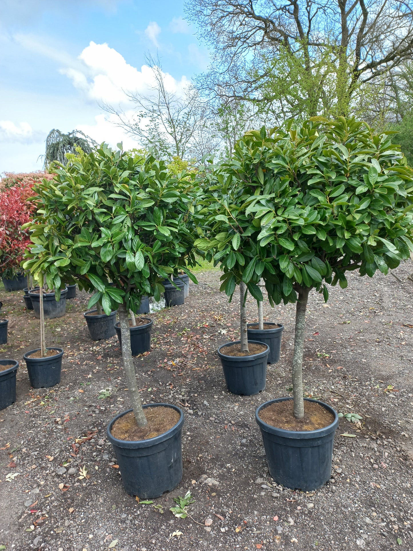 Bol Prunus laurocerasus Novita op stam laurier