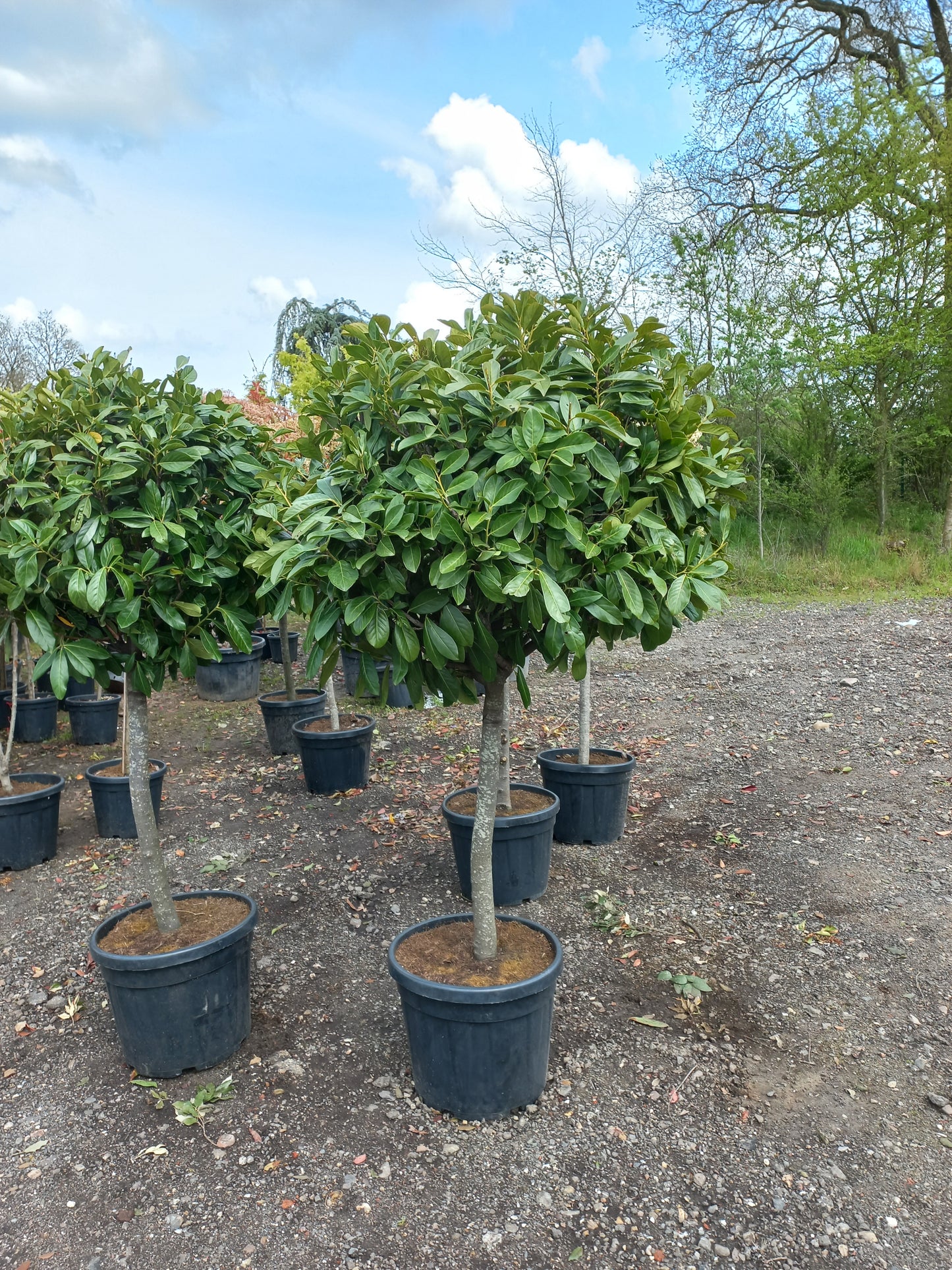 Bol Prunus laurocerasus Novita op stam laurier