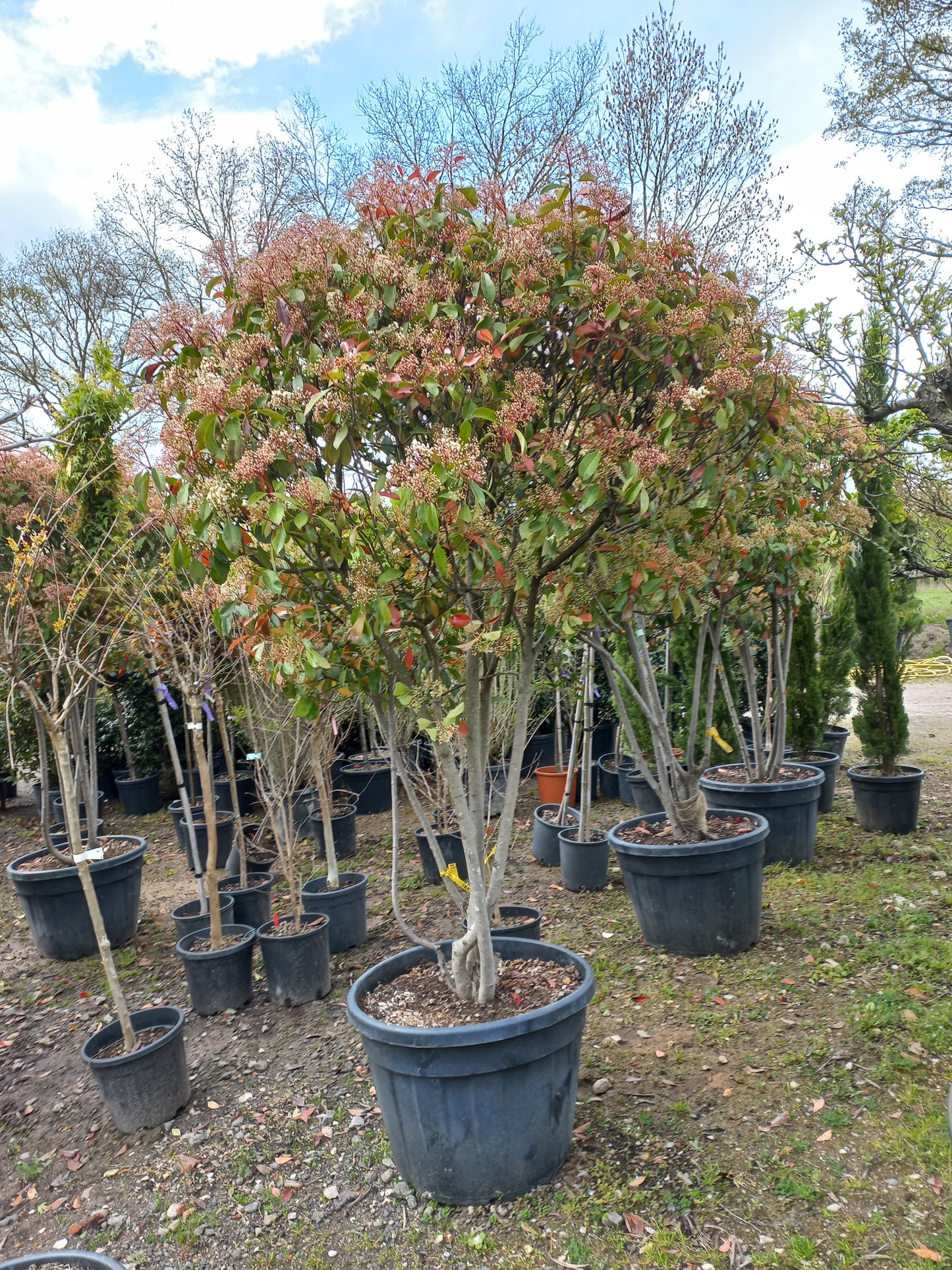 Photinia Fraseri Red Robin meerstammig glansmispel