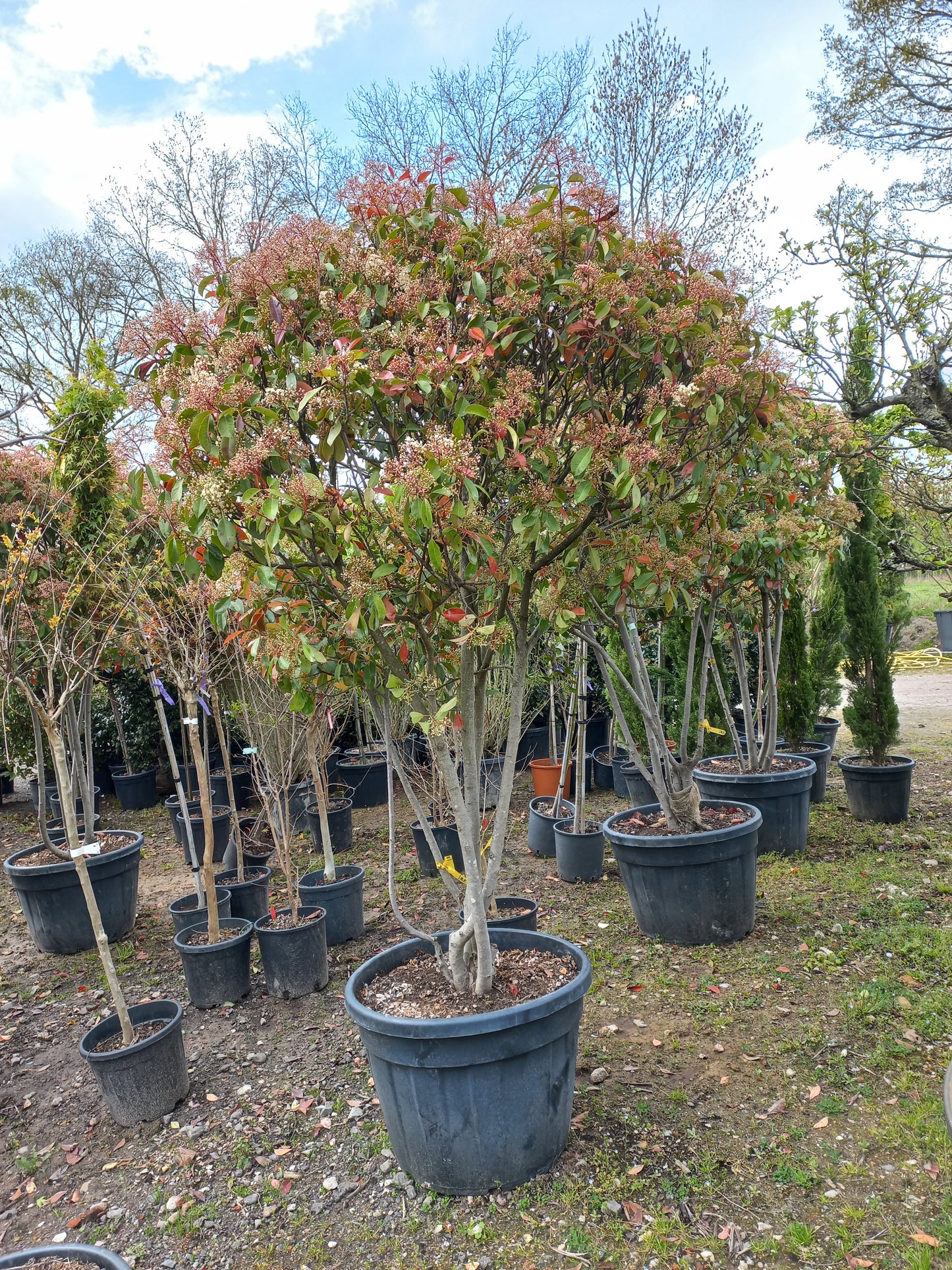 Photinia Fraseri Red Robin meerstammig glansmispel
