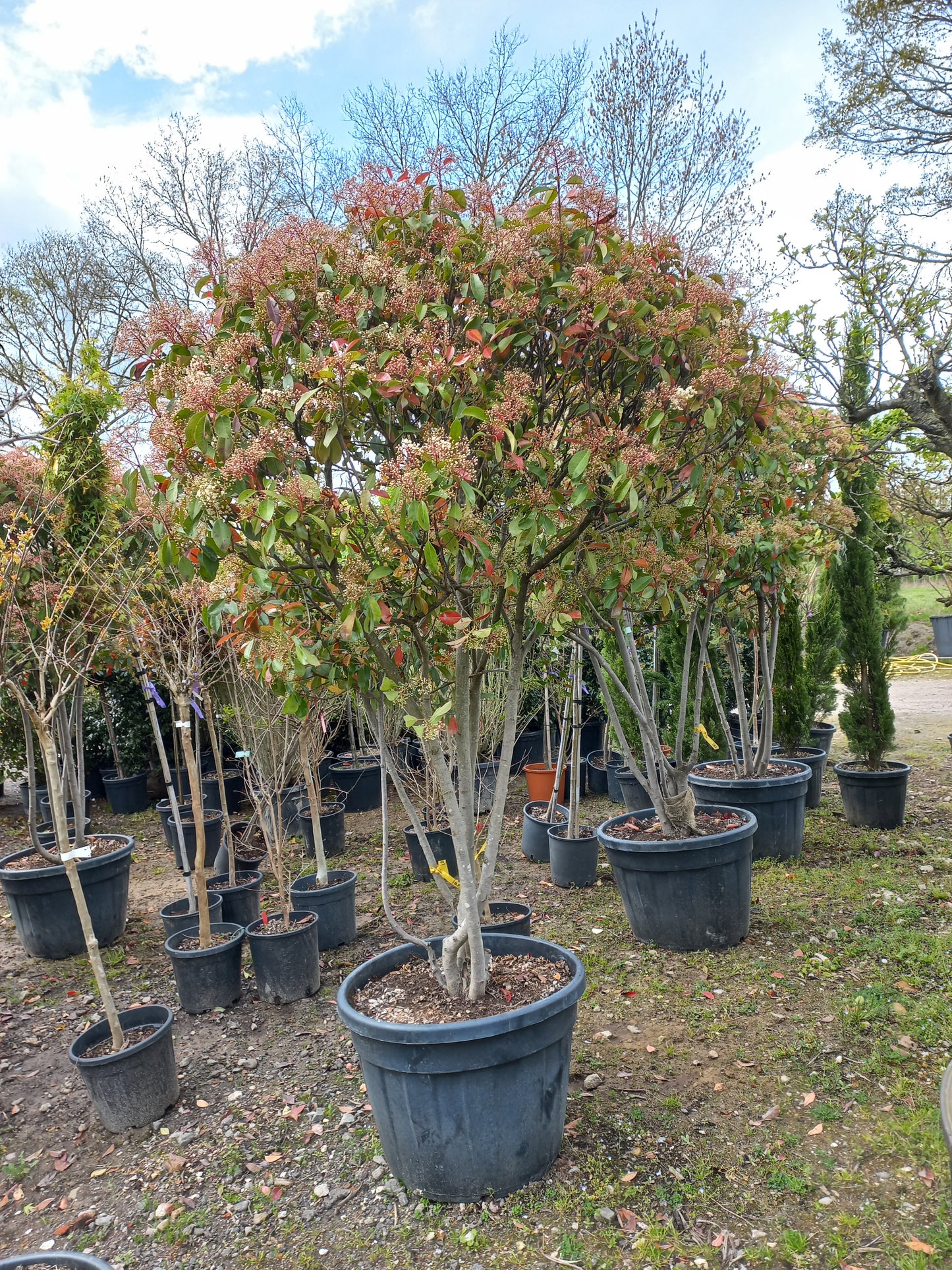 Photinia Fraseri Red Robin meerstammig glansmispel