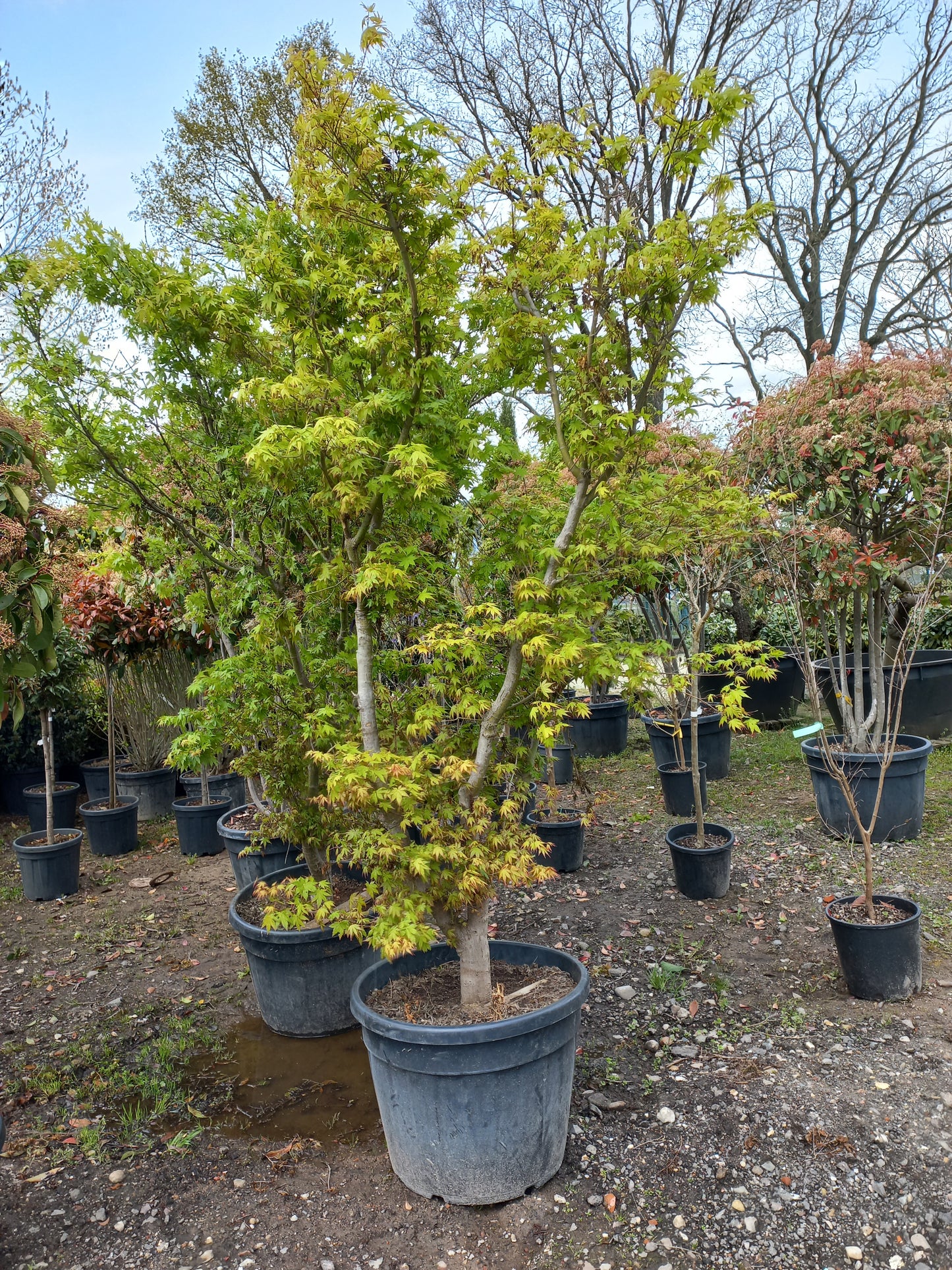 Acer Palmatum "viridis" Japanse esdoorn