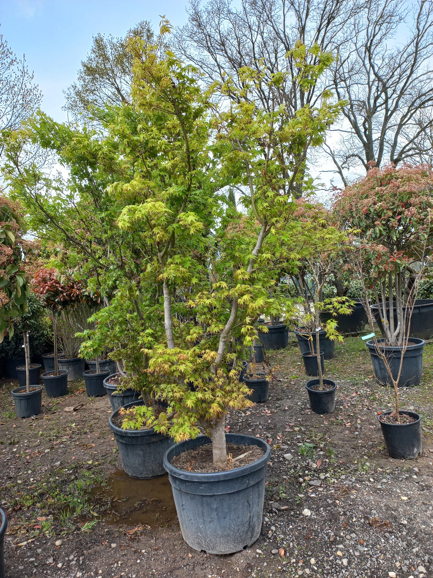 Acer Palmatum "viridis" Japanse esdoorn