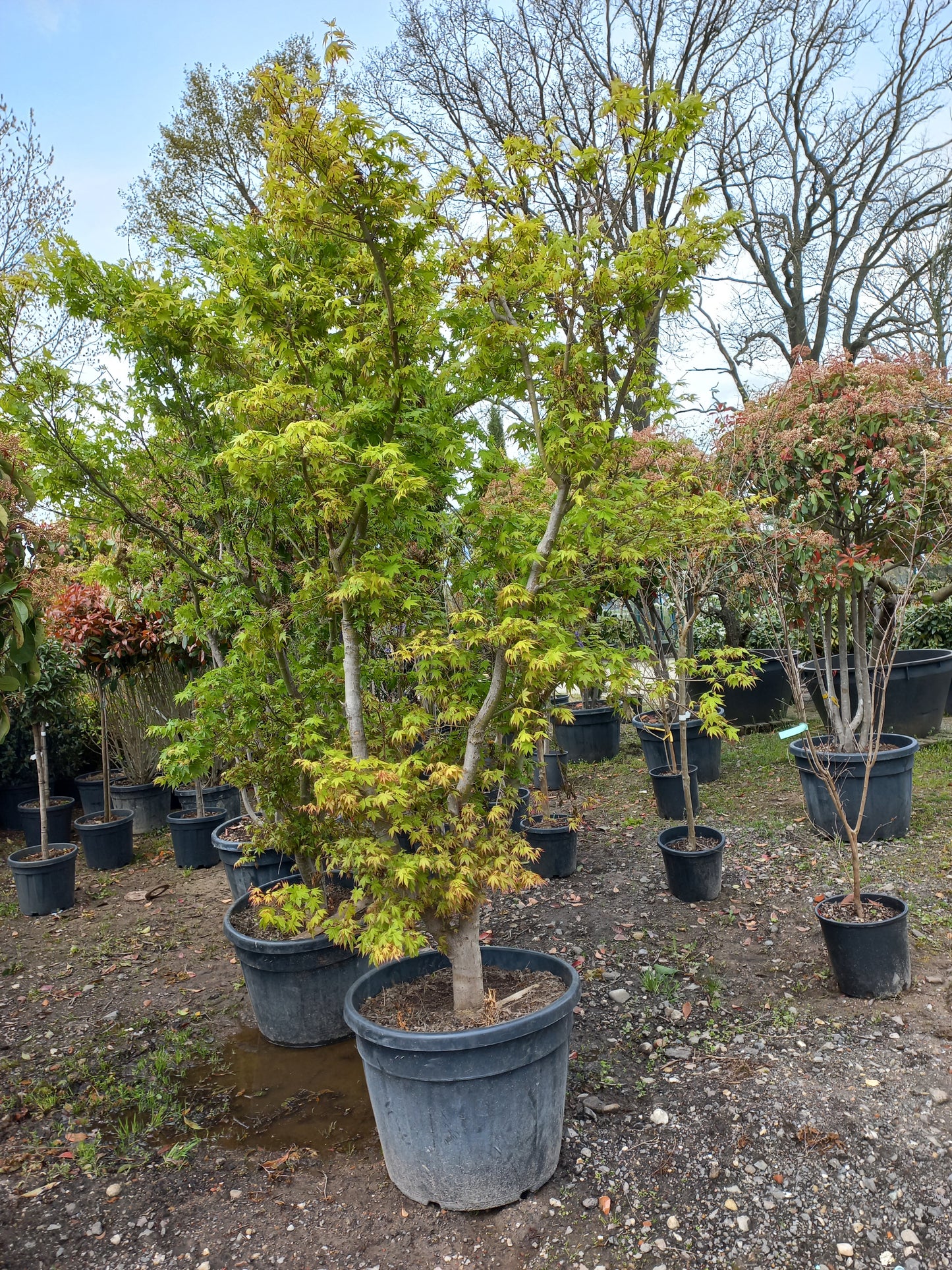 Acer Palmatum "viridis" Japanse esdoorn