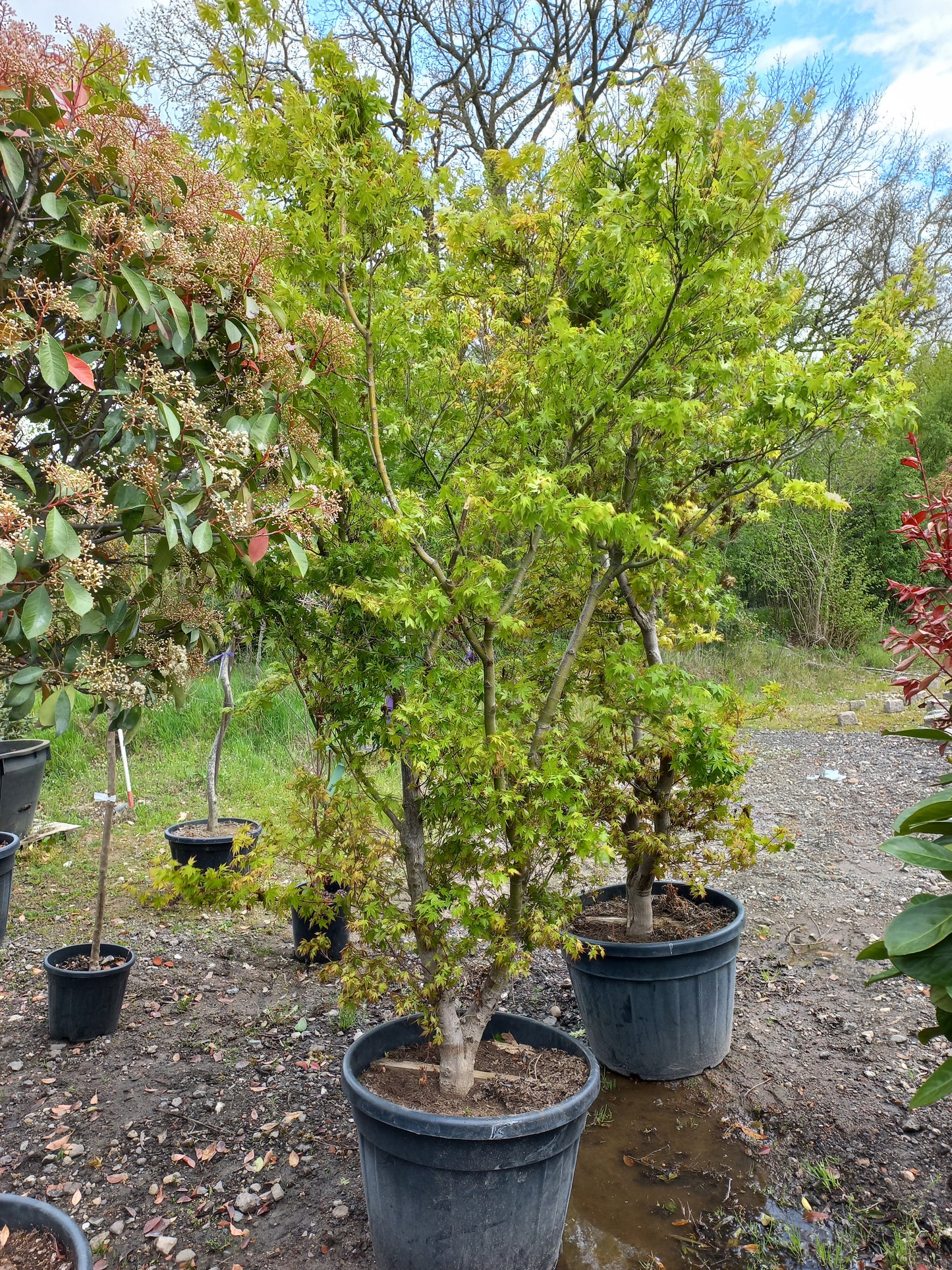 Acer Palmatum "viridis" Japanse esdoorn