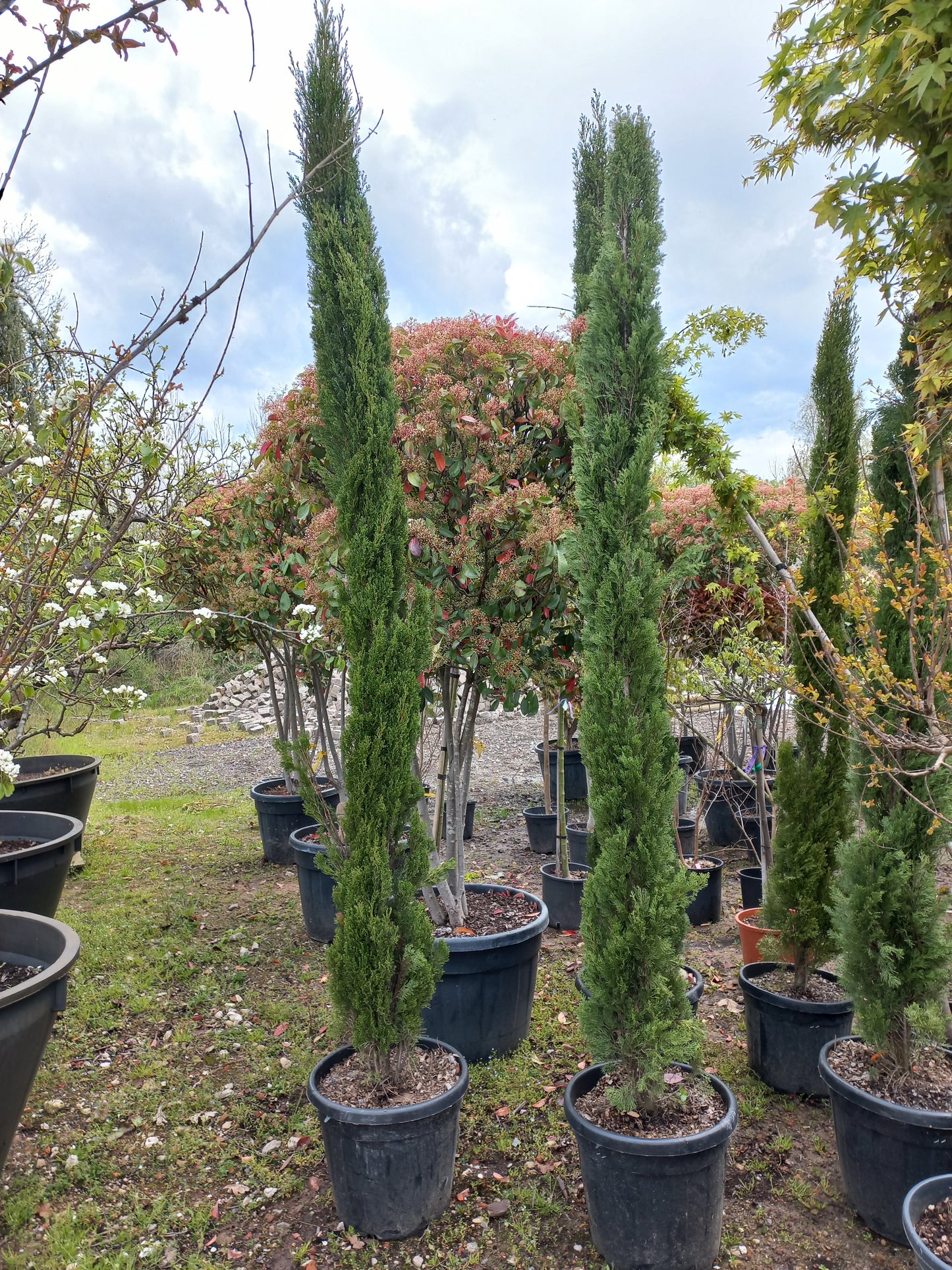Cupressus Sempervirens Italiaanse cipres