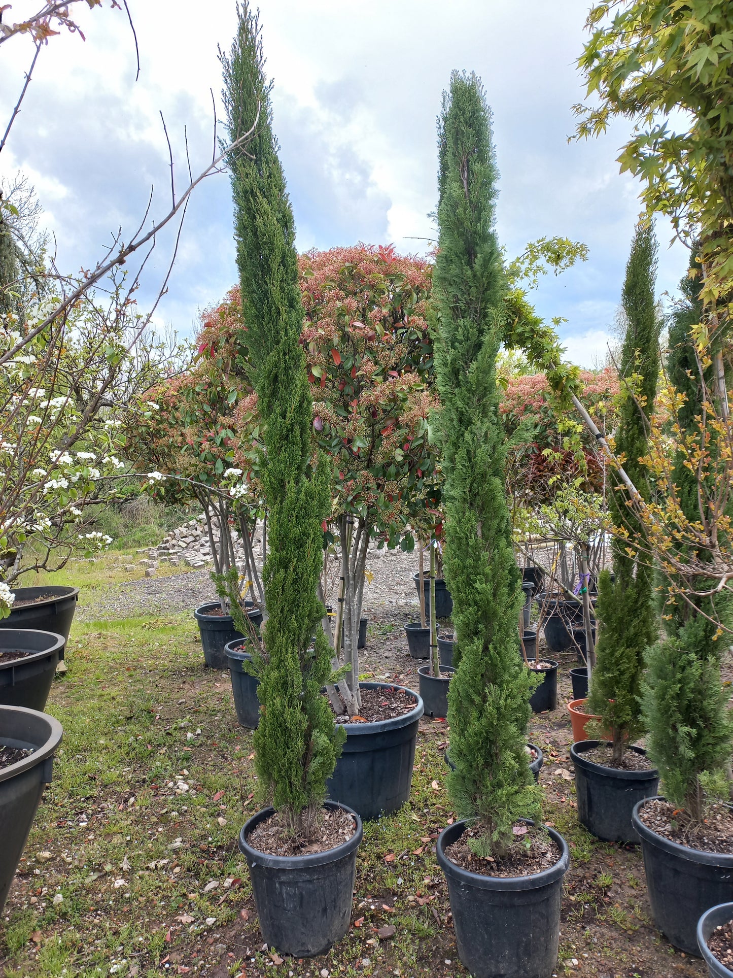 Cupressus Sempervirens Italiaanse cipres