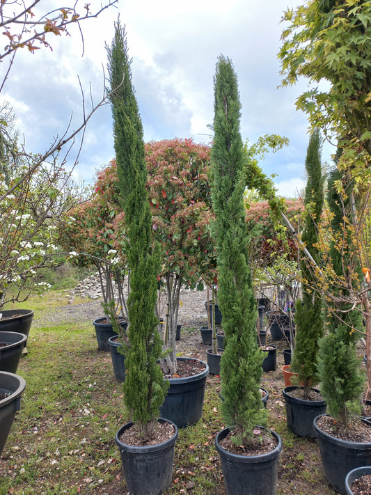 Cupressus Sempervirens Italiaanse cipres