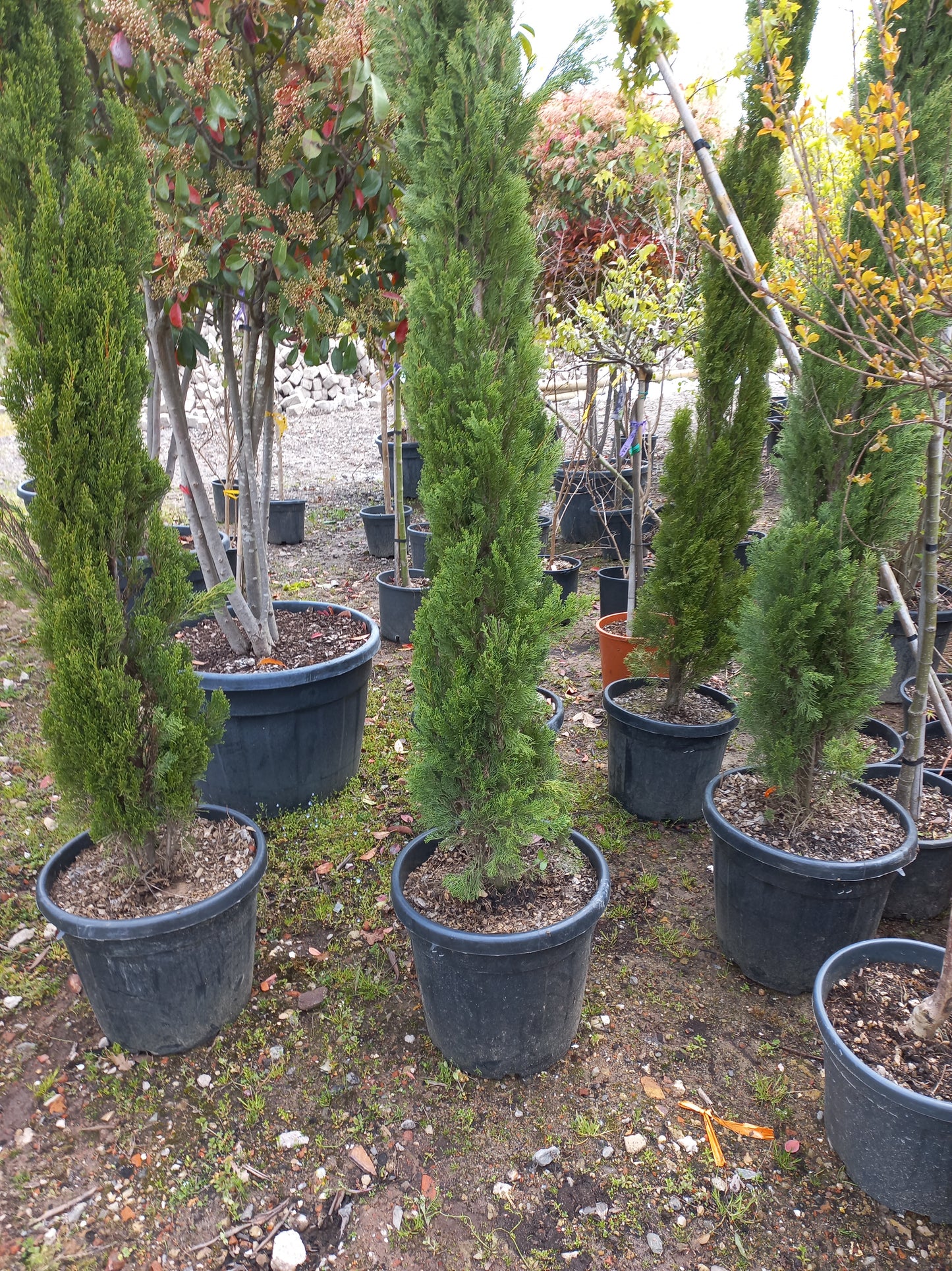 Cupressus Sempervirens Italiaanse cipres