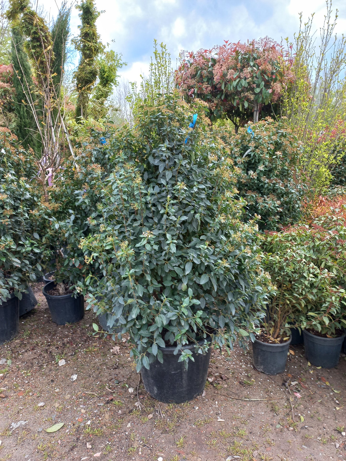 Viburnum tinus Eve price sneeuwbal