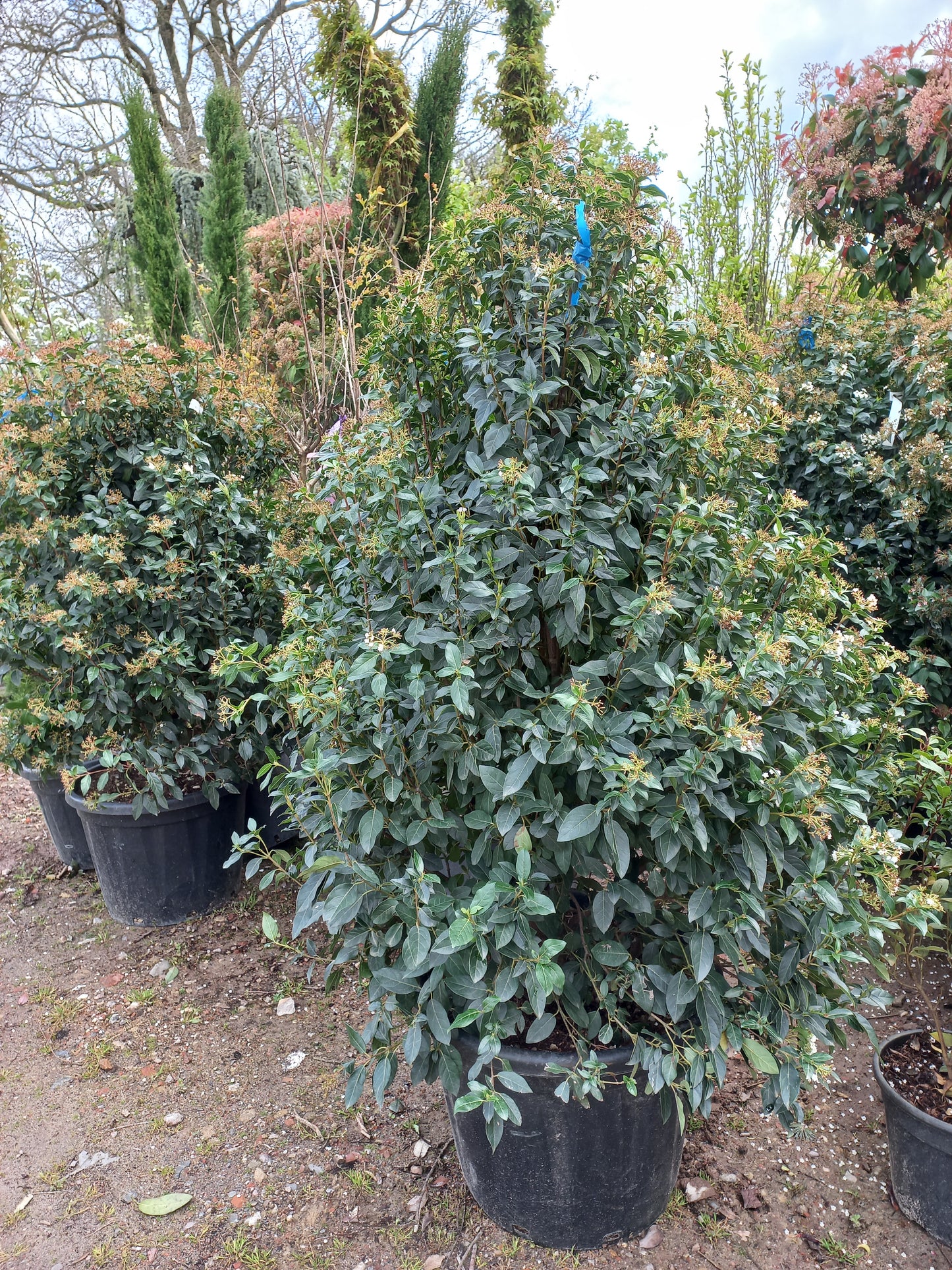 Viburnum tinus Eve price sneeuwbal