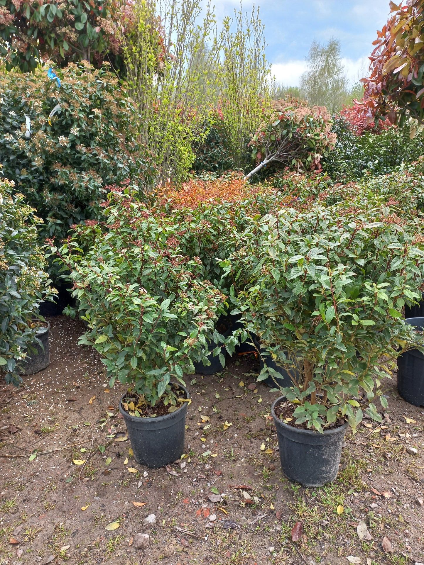 Viburnum tinus Eve price sneeuwbal