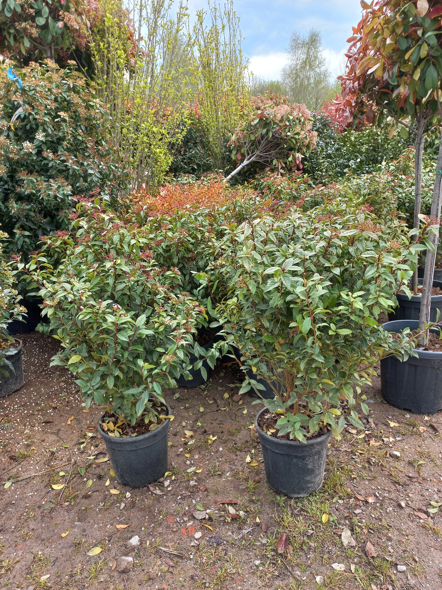 Viburnum tinus Eve price sneeuwbal