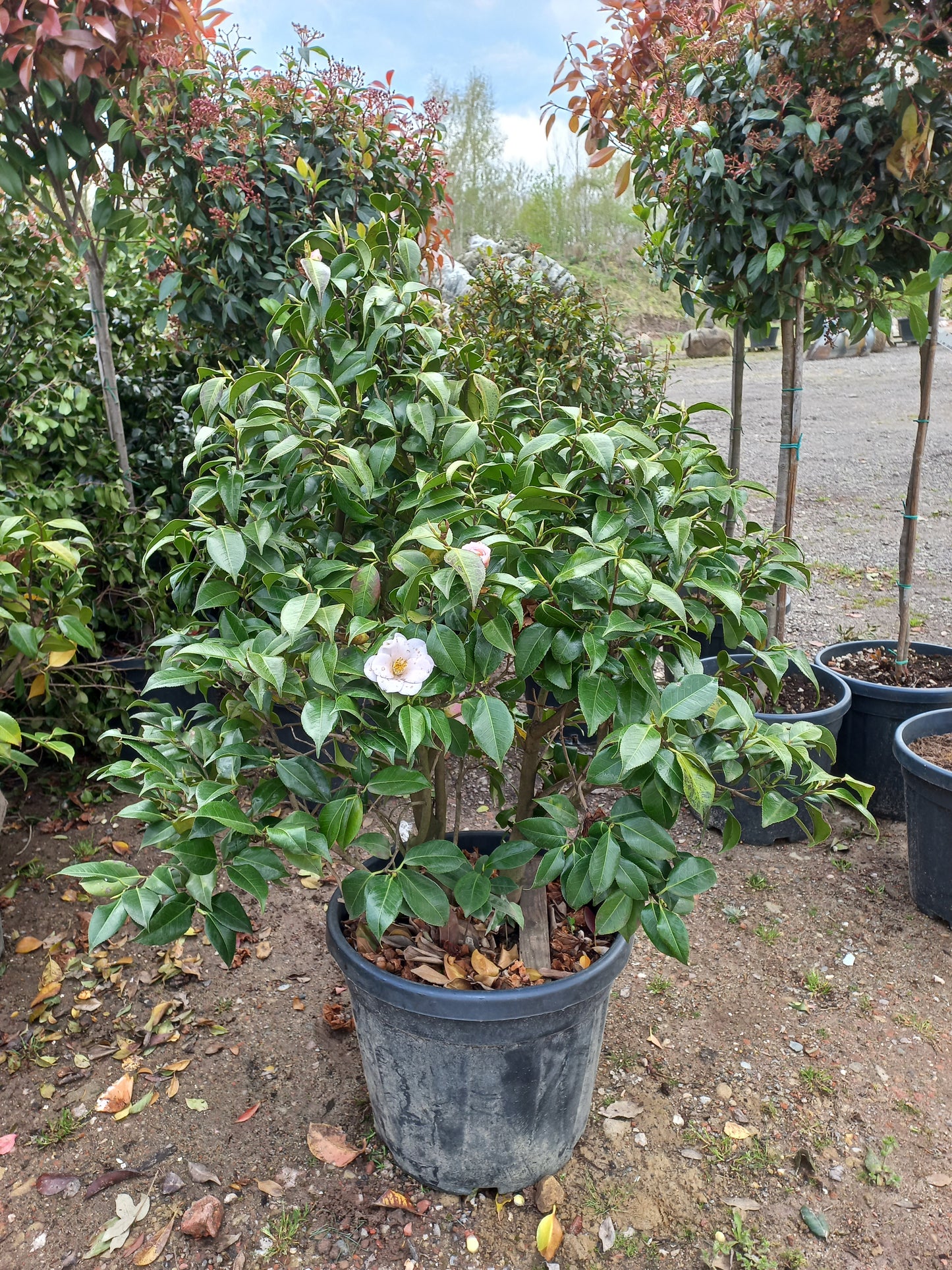 Camellia japonica Hagoromo